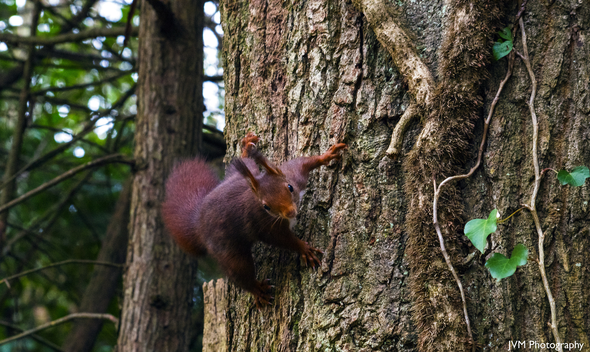 Pentax K-S2 sample photo. Chipmunk photography