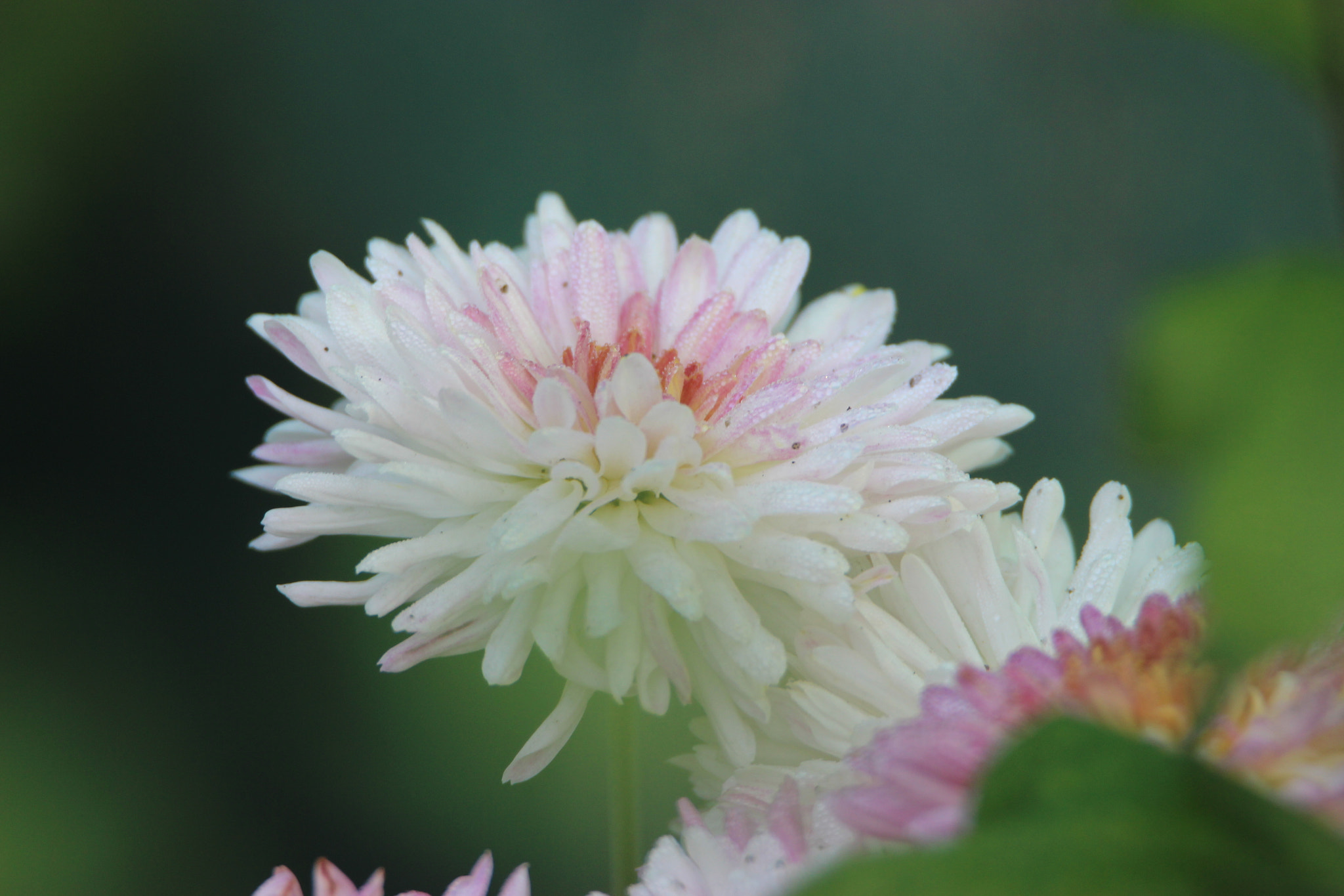 Tamron SP 150-600mm F5-6.3 Di VC USD sample photo. Img photography