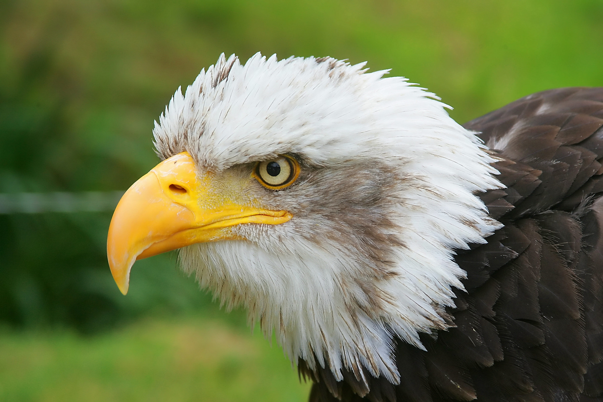 Canon EOS-1D Mark II sample photo. Seeadler2 photography