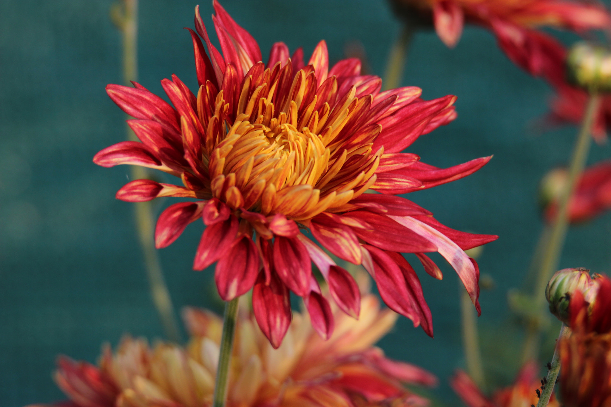 Tamron SP 150-600mm F5-6.3 Di VC USD sample photo. Img photography
