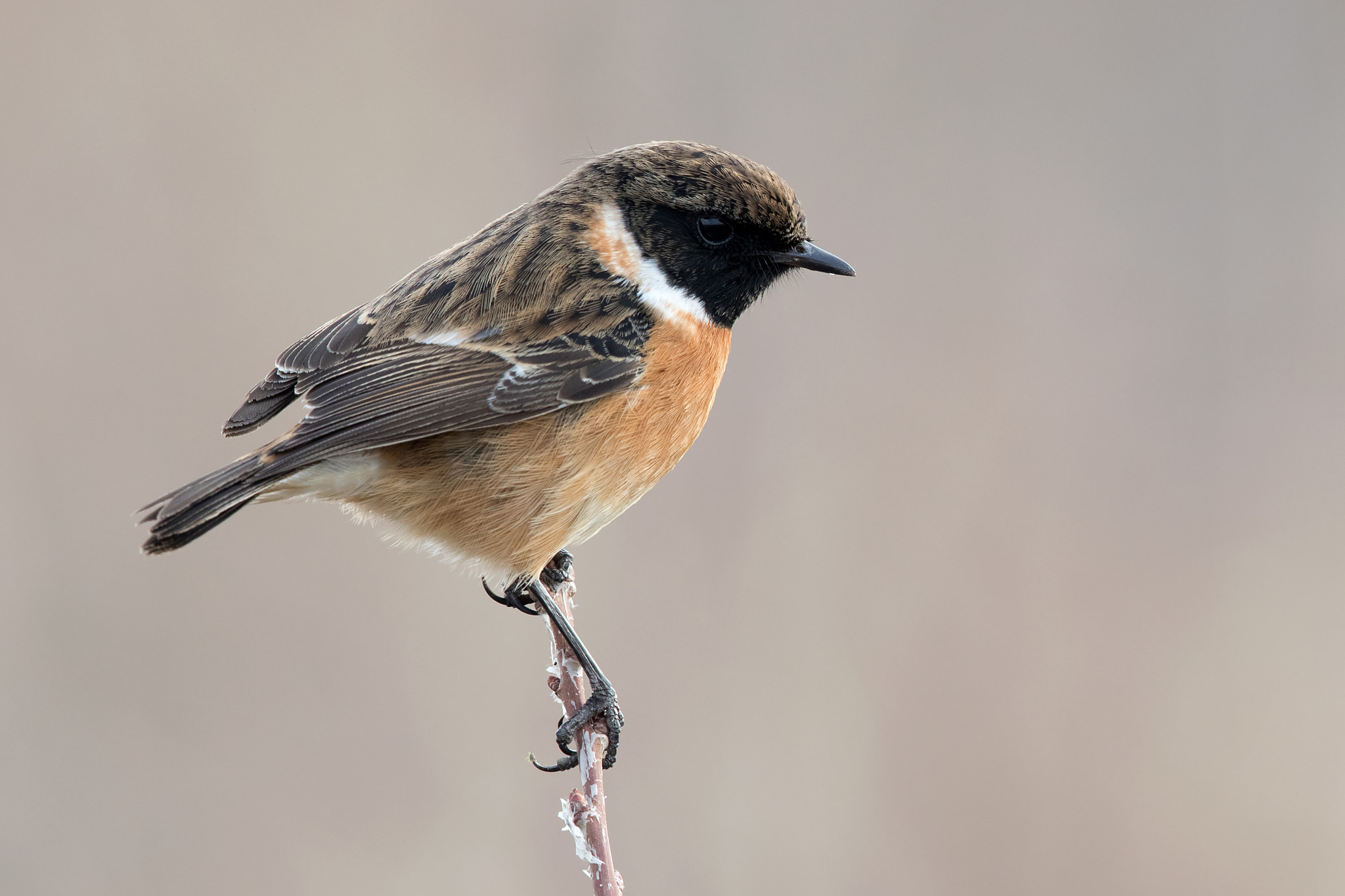 Canon EF 500mm F4L IS II USM sample photo. Stonechat photography