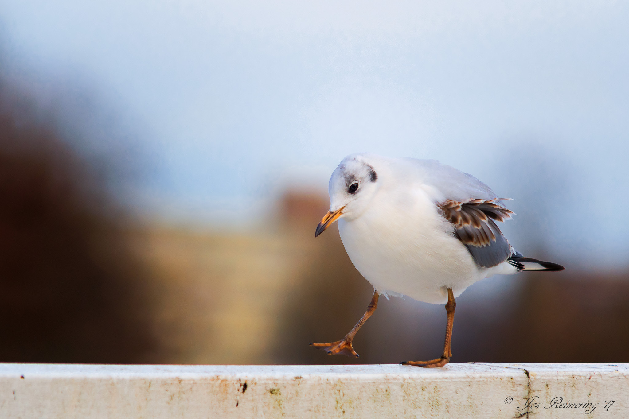 Sigma 70-200mm F2.8 EX DG Macro HSM II sample photo. Little gull photography