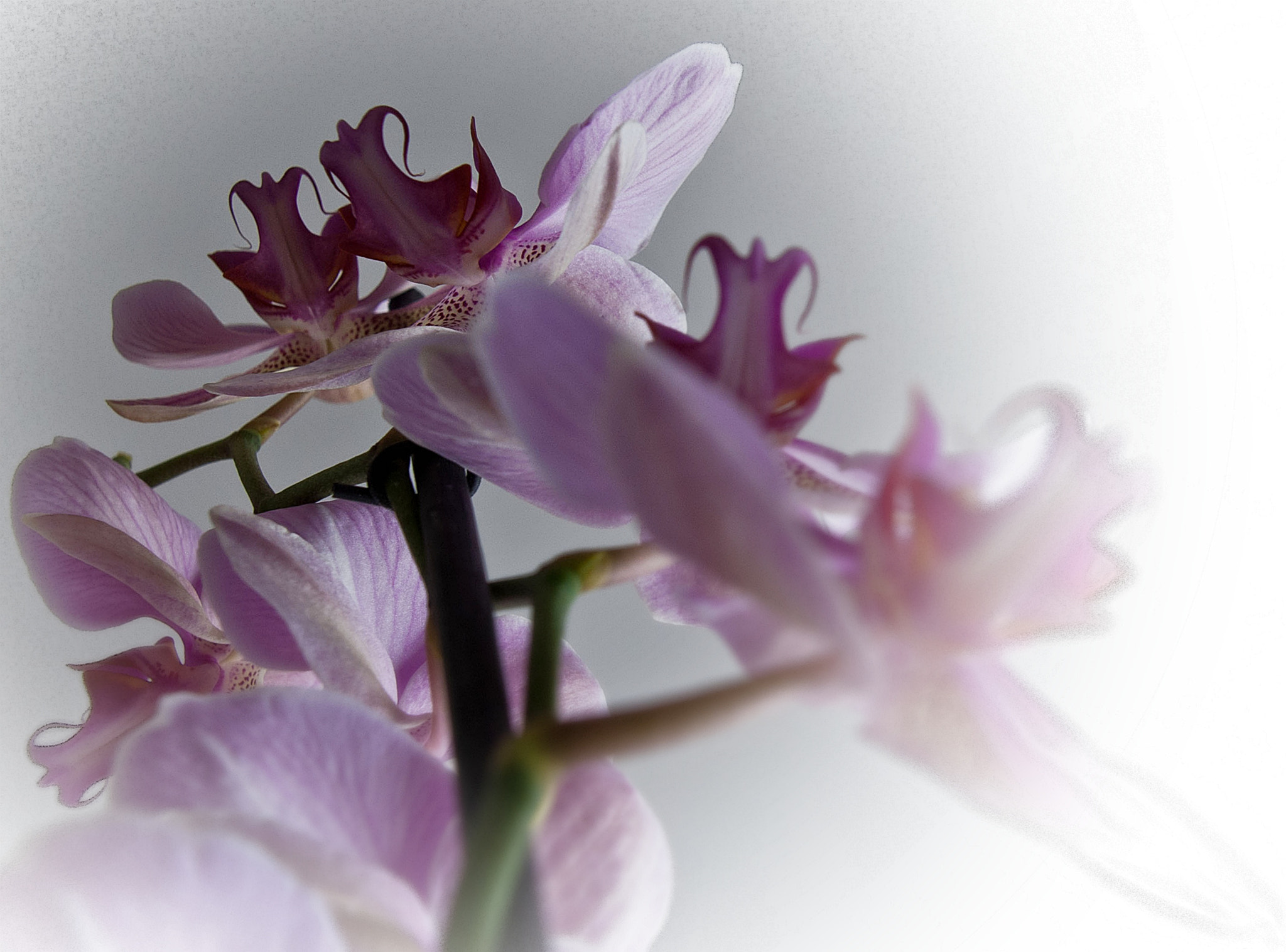 Tamron 18-270mm F3.5-6.3 Di II PZD sample photo. Storczyki photography