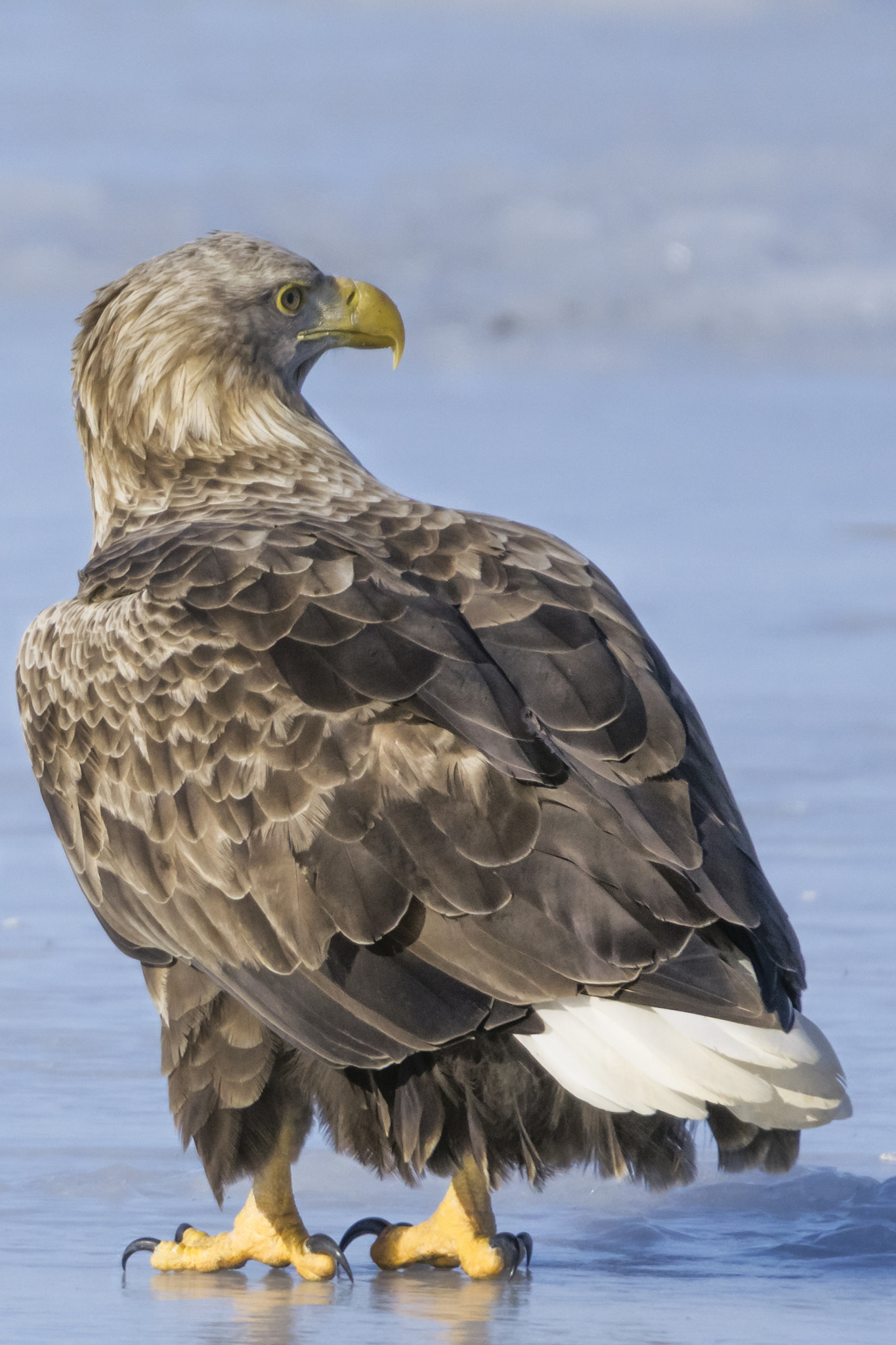 Sony a6000 + Tamron SP 150-600mm F5-6.3 Di VC USD sample photo. White-tailed eagle photography