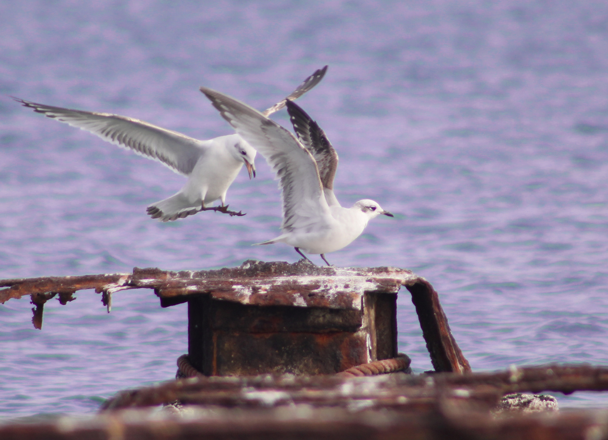Canon EF 75-300mm f/4-5.6 USM sample photo. Img photography