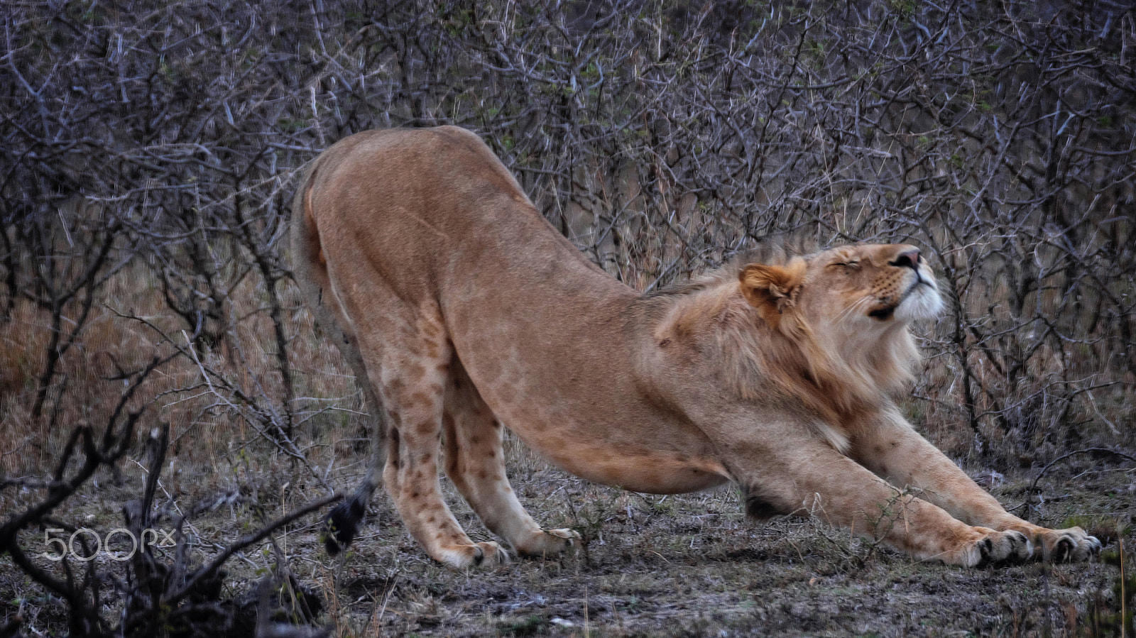 Fujifilm XF 100-400mm F4.5-5.6 R LM OIS WR sample photo. Getting ready for hunting time photography