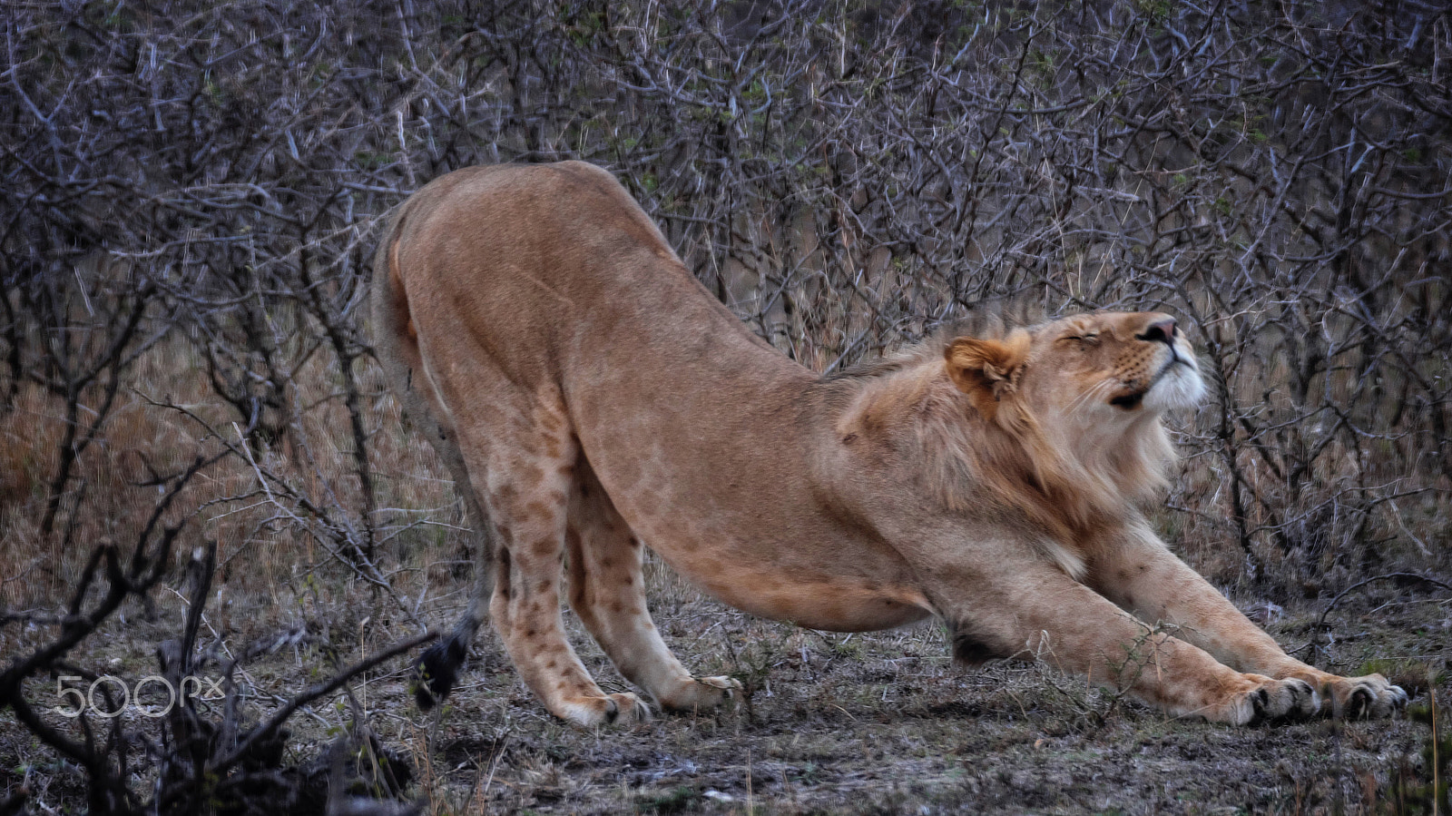 Fujifilm X-Pro2 + Fujifilm XF 100-400mm F4.5-5.6 R LM OIS WR sample photo. Getting ready for hunting time photography