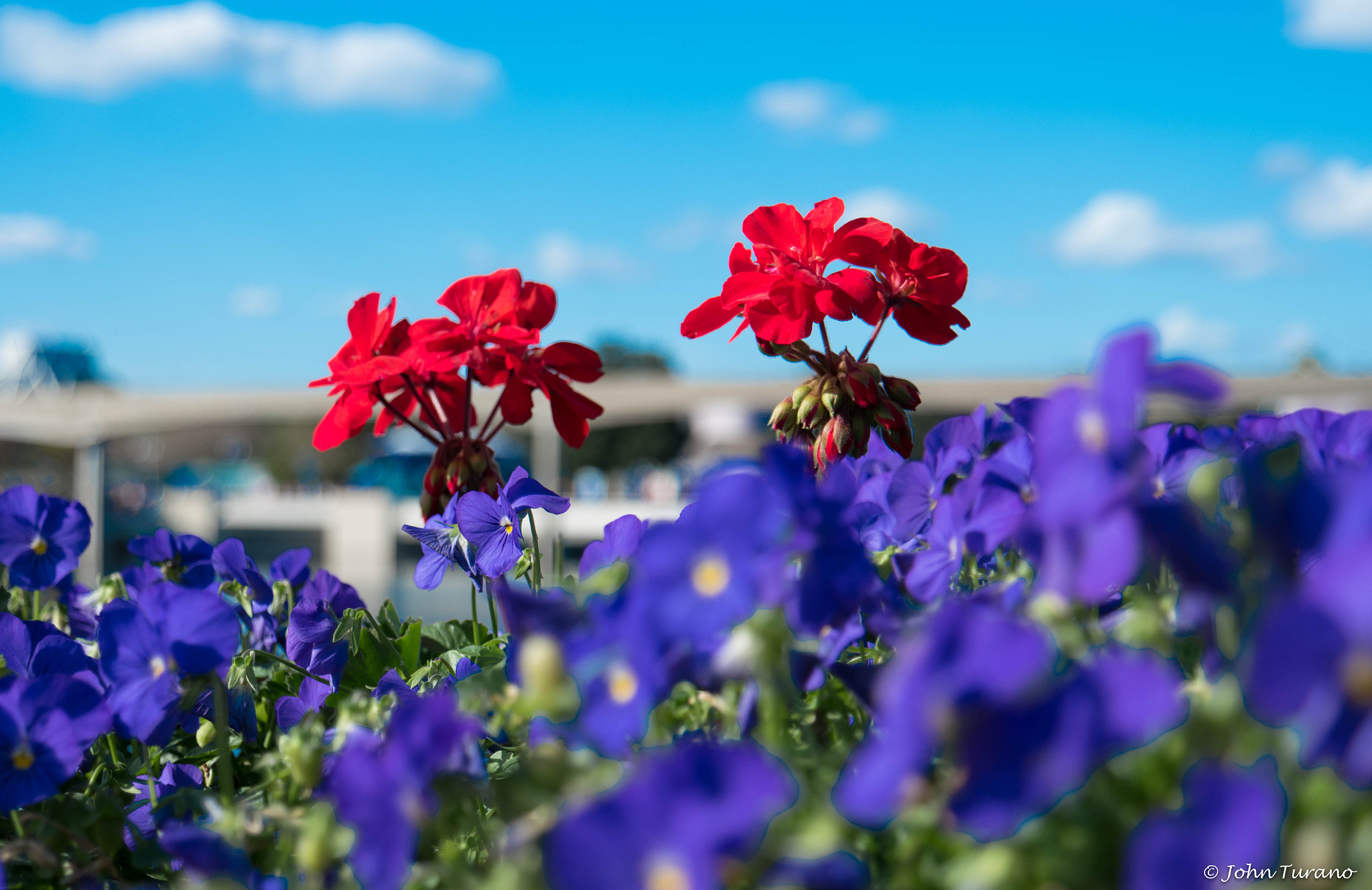 Samsung NX500 sample photo. Geranium against the sky photography