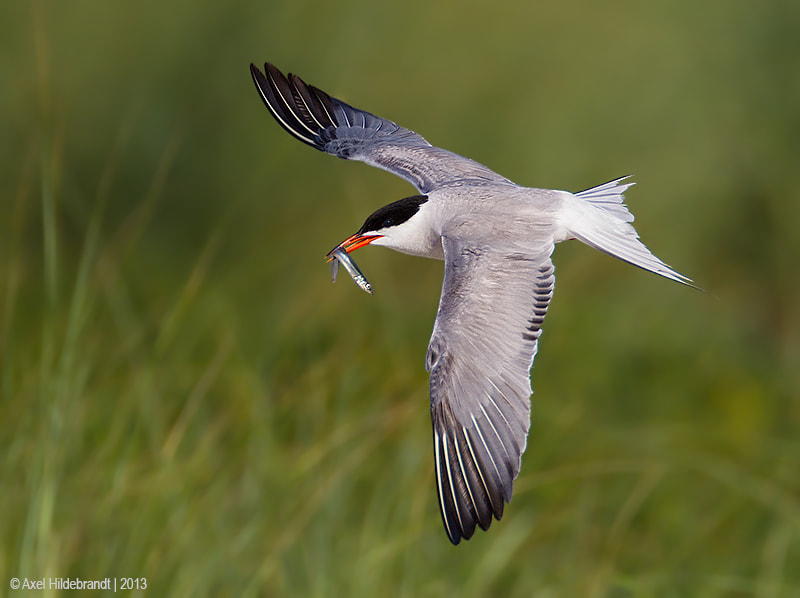 Canon EF 500mm F4L IS USM sample photo. Common tern with fish photography