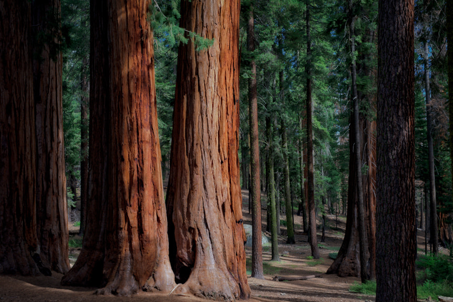 Nikon AF-S Nikkor 28-70mm F2.8 ED-IF sample photo. Forest primeval photography