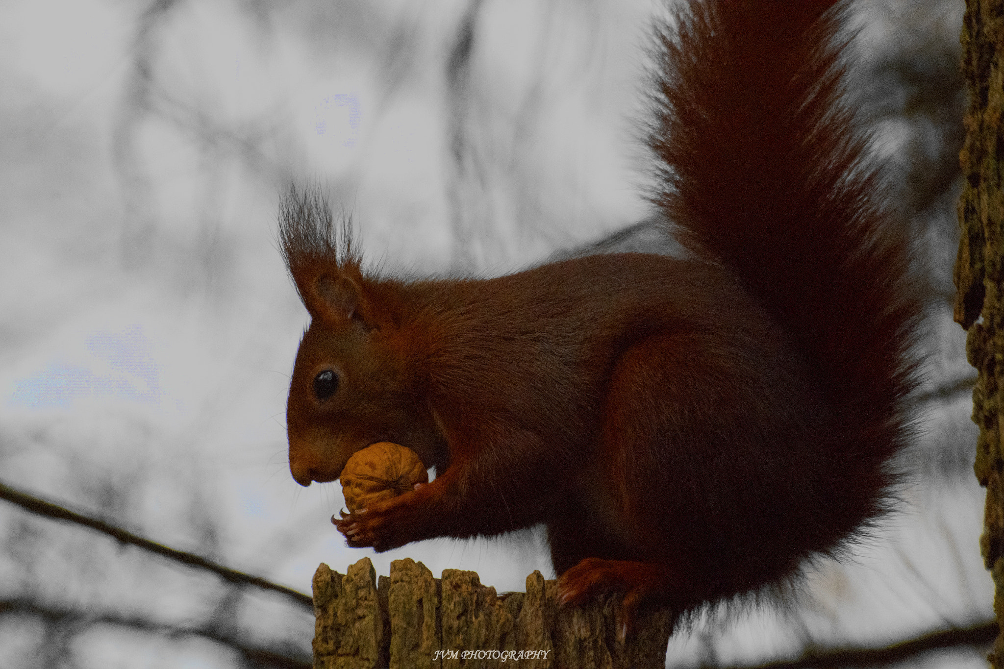 Pentax K-S2 sample photo. Squirrel photography