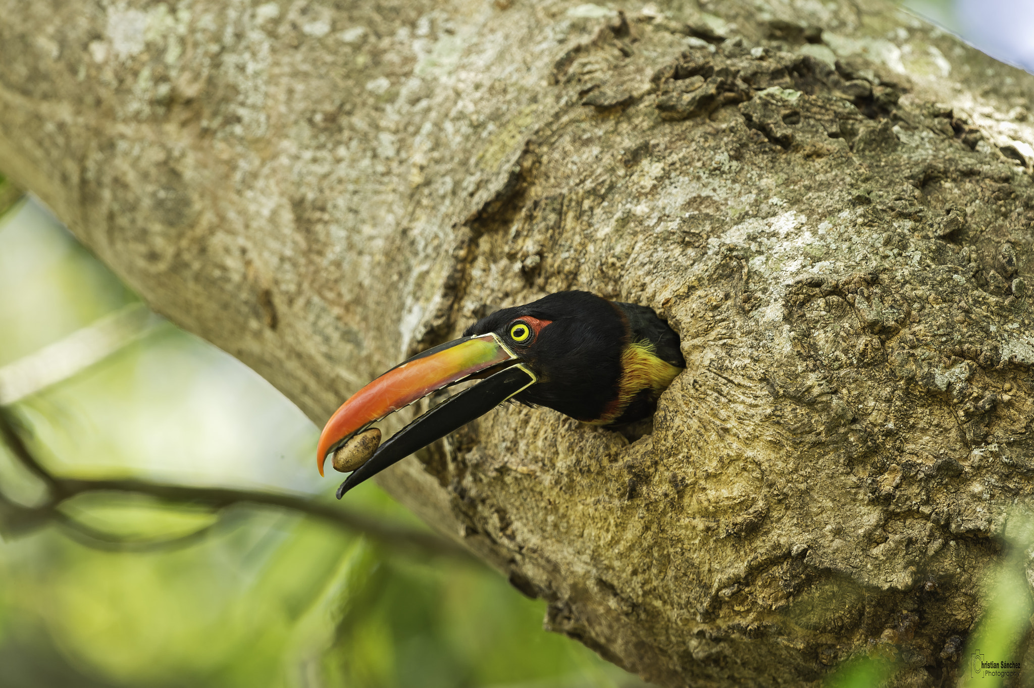 Nikon D4 + Nikon AF-S Nikkor 600mm F4G ED VR sample photo. Fiery-billed aracari photography