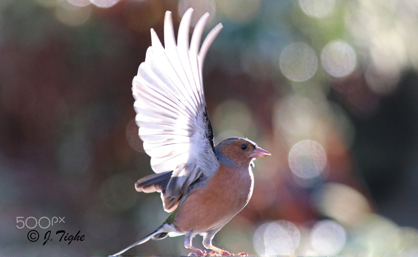 Canon EF 70-200mm F2.8L USM sample photo. Chaffinch photography