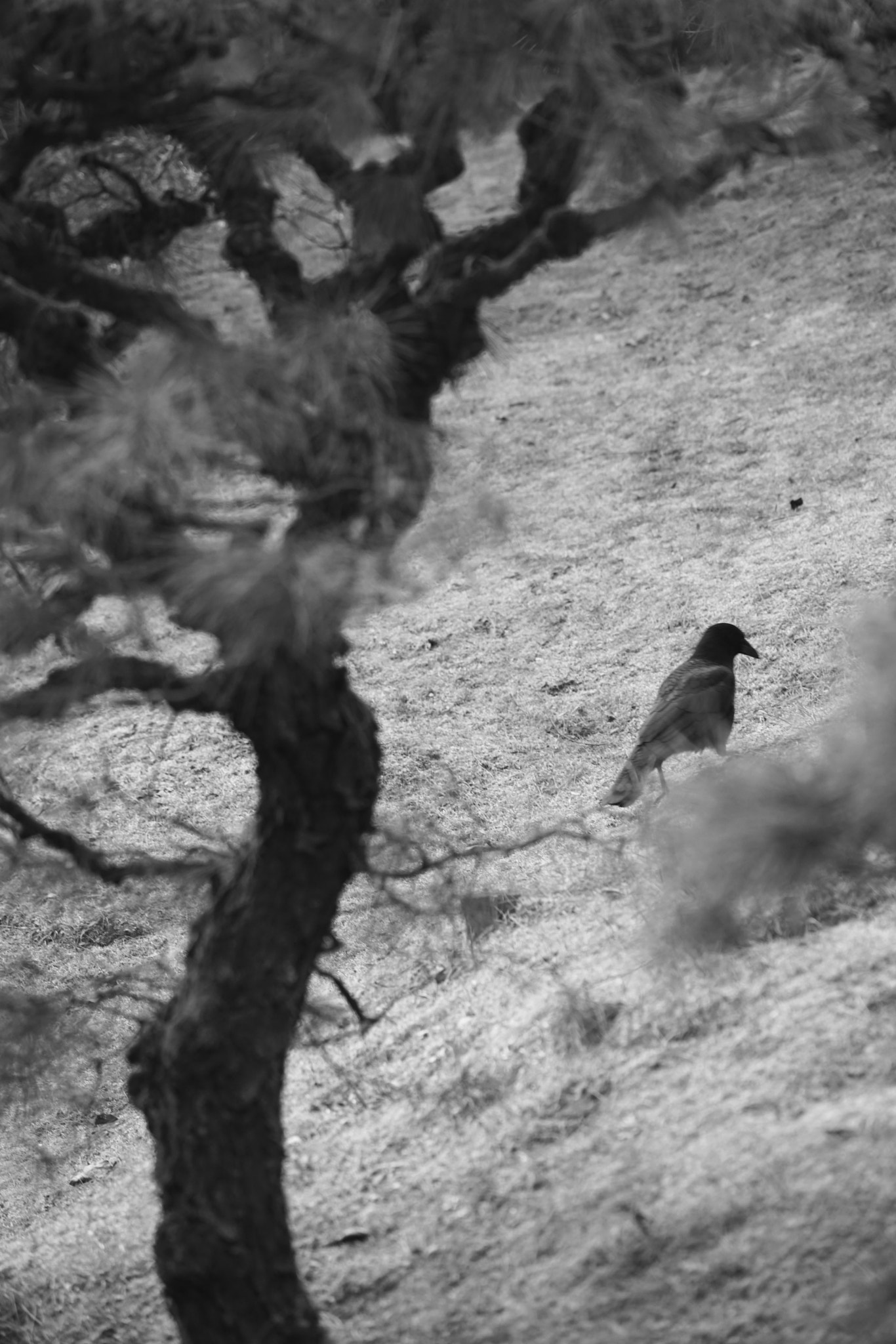 Sony FE 70-200mm F4 G OSS sample photo. Walking bird photography