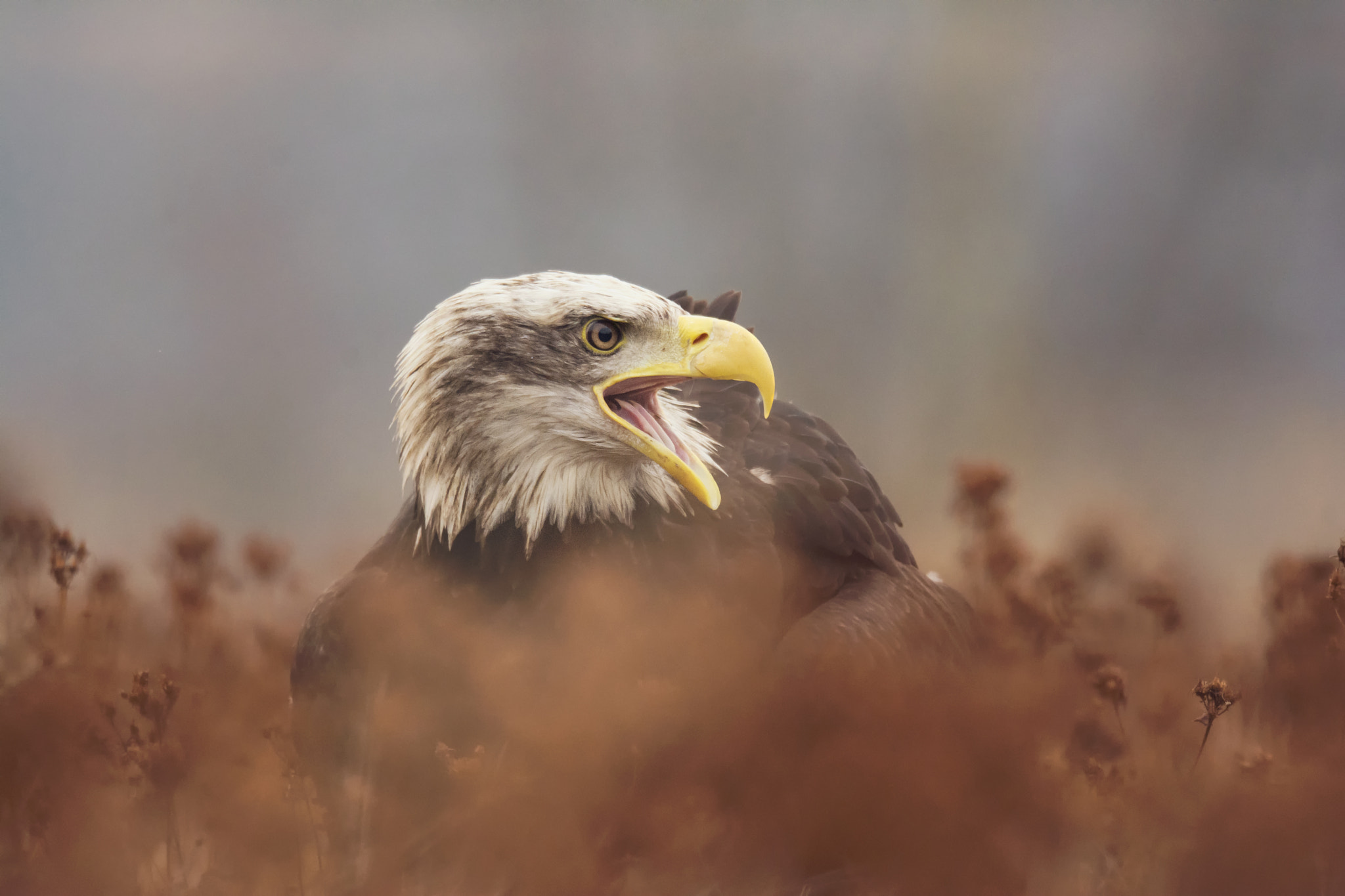 Sigma 150-600mm F5-6.3 DG OS HSM | S sample photo. Bald eagle photography