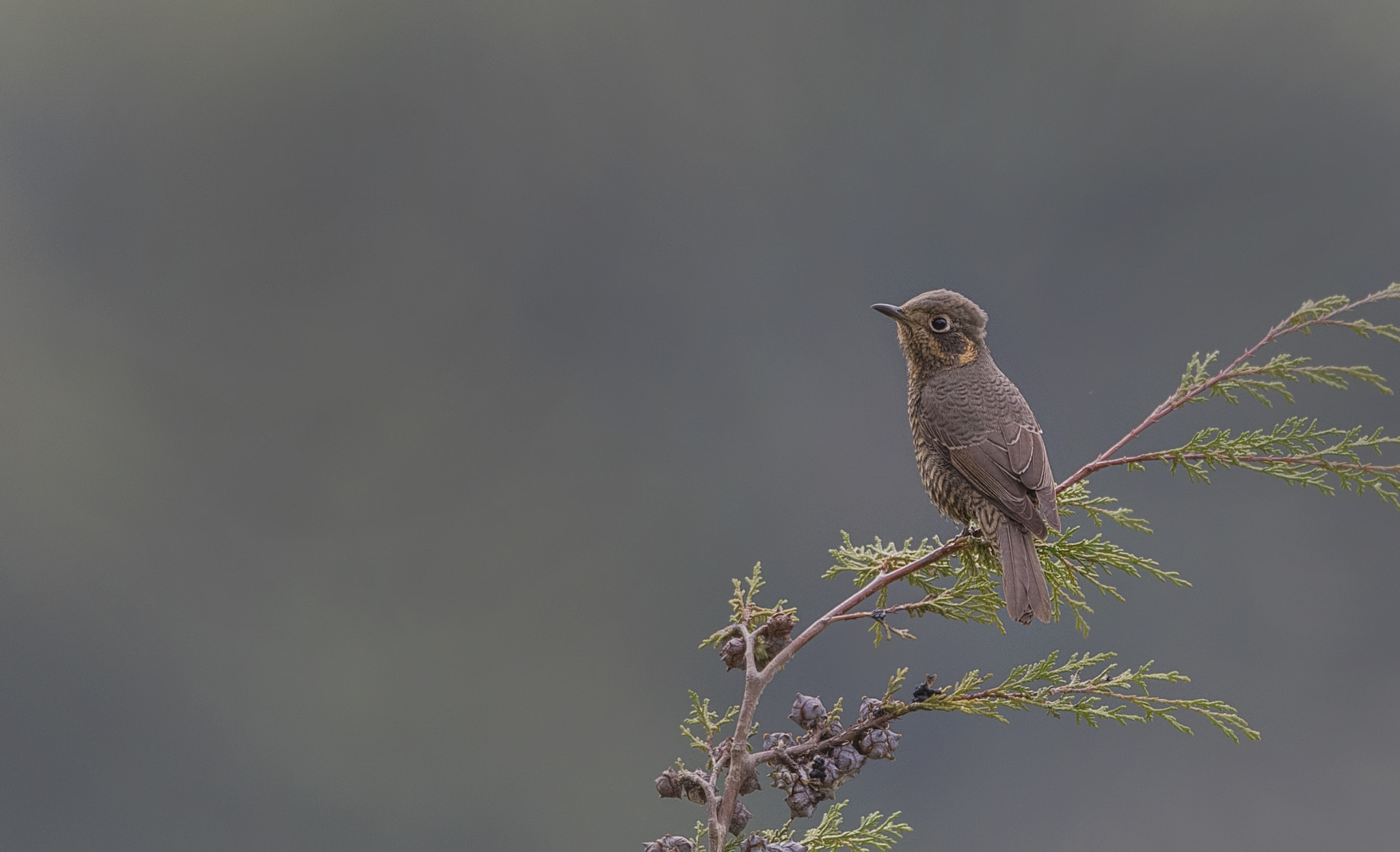 Nikon AF-S Nikkor 500mm F4G ED VR sample photo. Chestnut bellied rock thrush photography