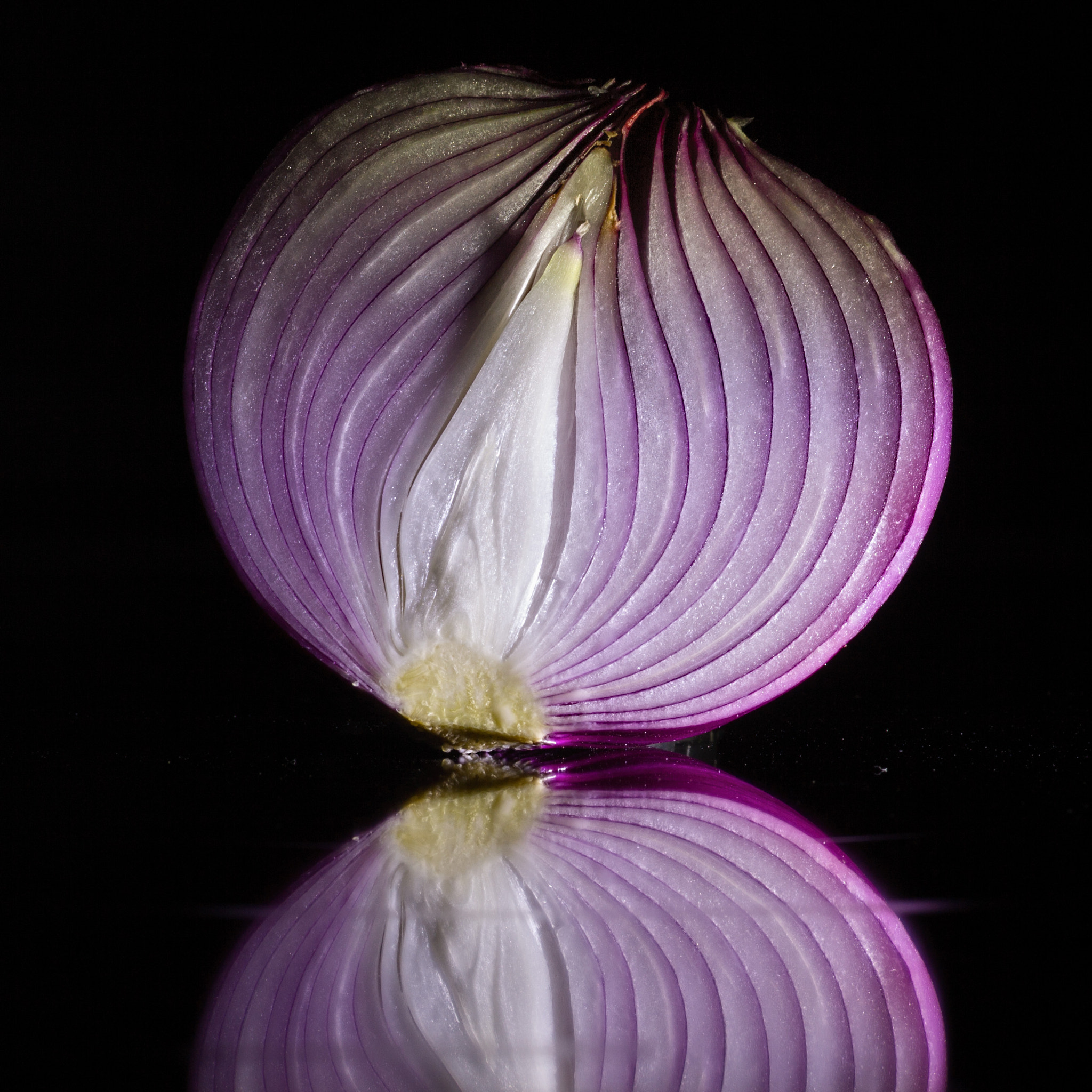 Canon EF-S 60mm F2.8 Macro USM sample photo. Allium cepa photography