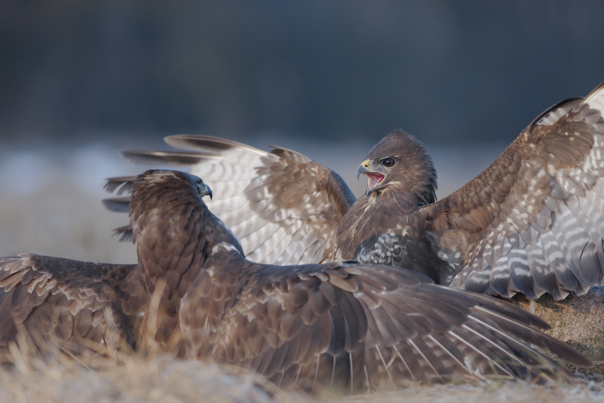 Nikon D300 + Nikon AF-S Nikkor 300mm F4D ED-IF sample photo. Common buzzards fighting photography