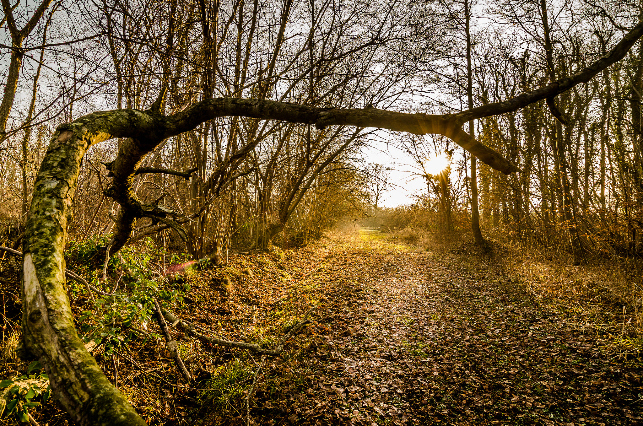 Tokina AT-X Pro 12-24mm F4 (IF) DX sample photo. The trail photography