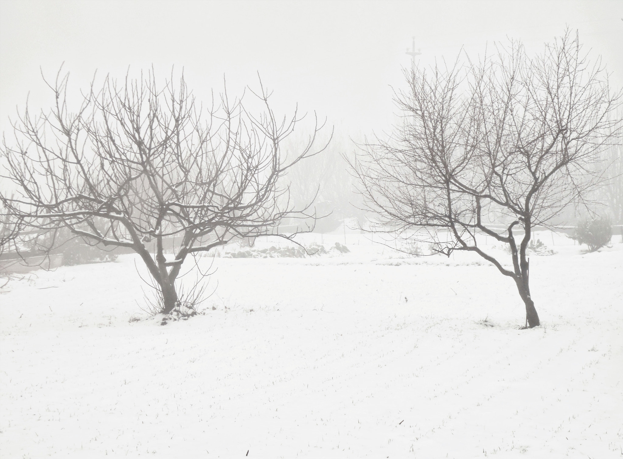 Samsung WB110/  WB111 sample photo. Snow and trees. photography