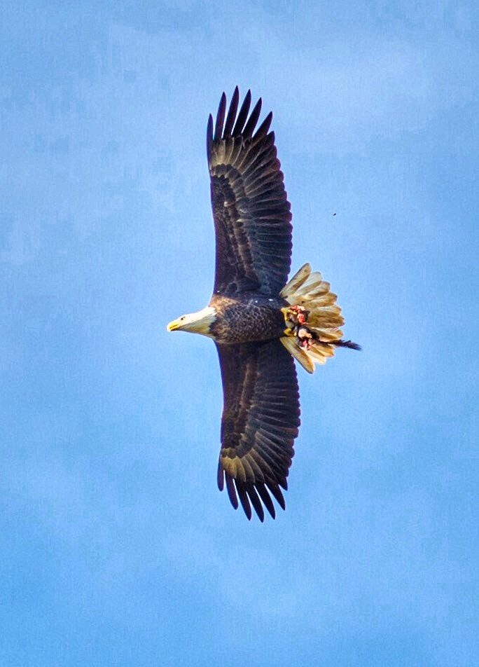 Nikon D600 + Nikon AF-S Nikkor 300mm F2.8G ED VR II sample photo. A bald eagle with a fresh catch photography