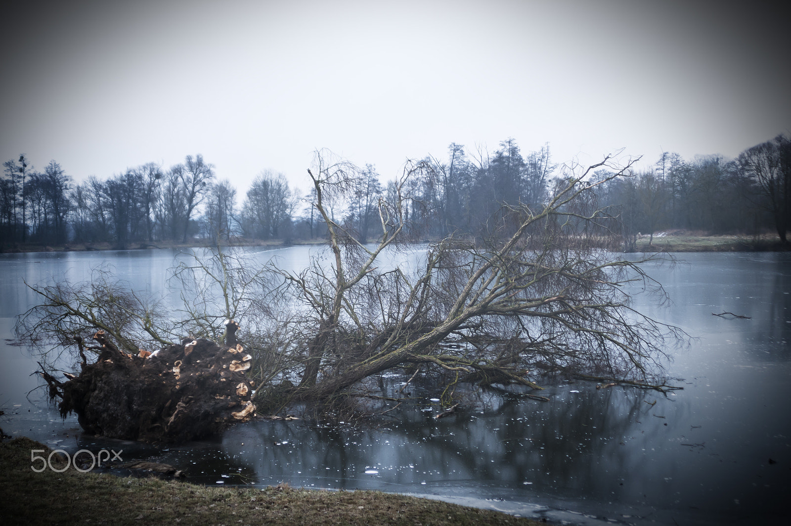 Sigma 28-105mm F2.8-4 Aspherical sample photo. The willow which had taken itself for an oak which took itself for a reed ... or some thing like... photography