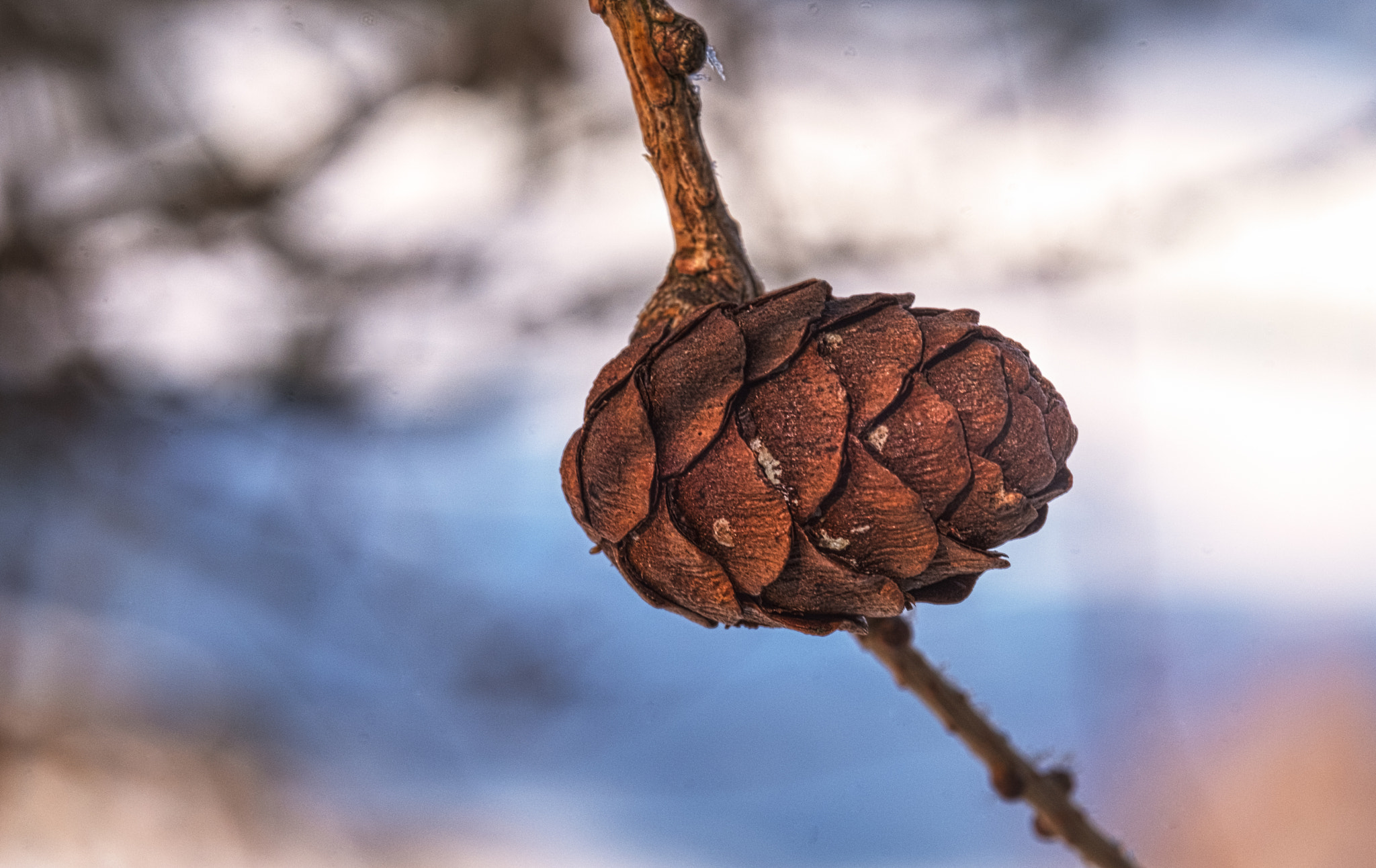 Fujifilm X-T2 sample photo. Baby fir cone photography