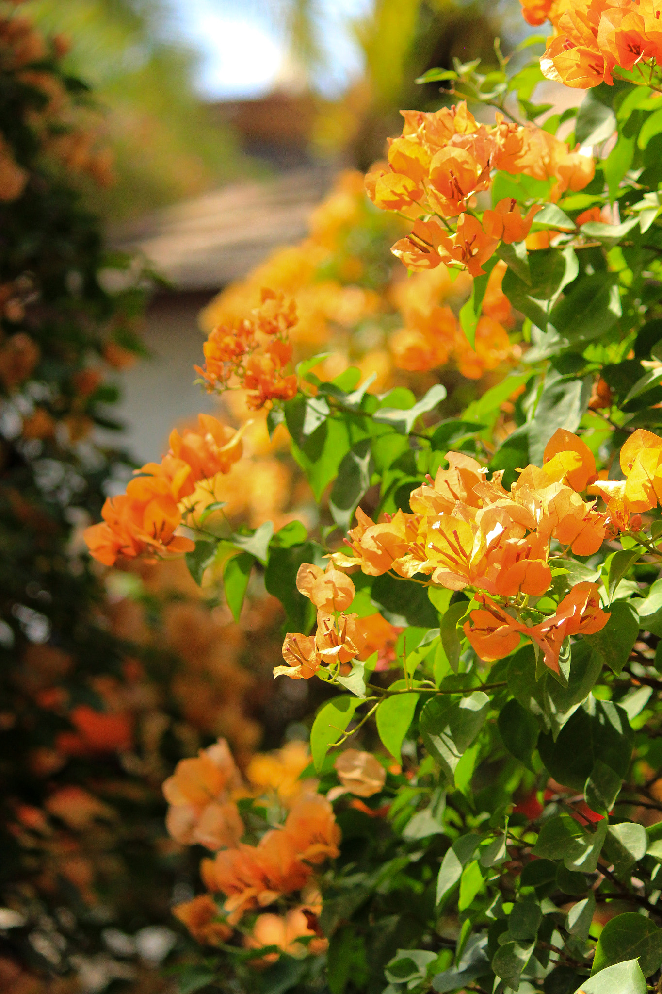 Canon EOS 550D (EOS Rebel T2i / EOS Kiss X4) sample photo. Bougainvillea photography