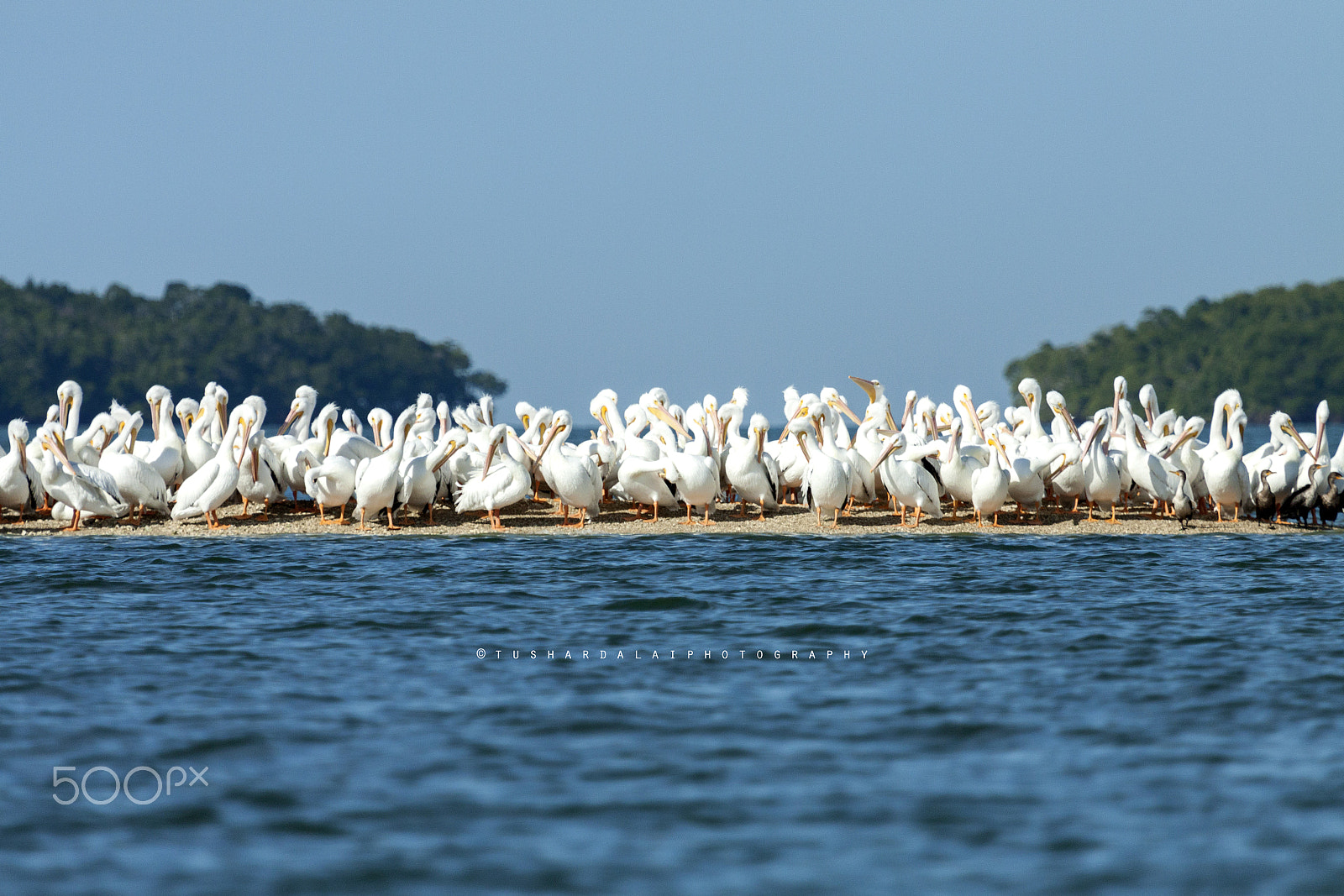 Canon EOS 50D + Canon EF 100-400mm F4.5-5.6L IS USM sample photo. Pelicans photography