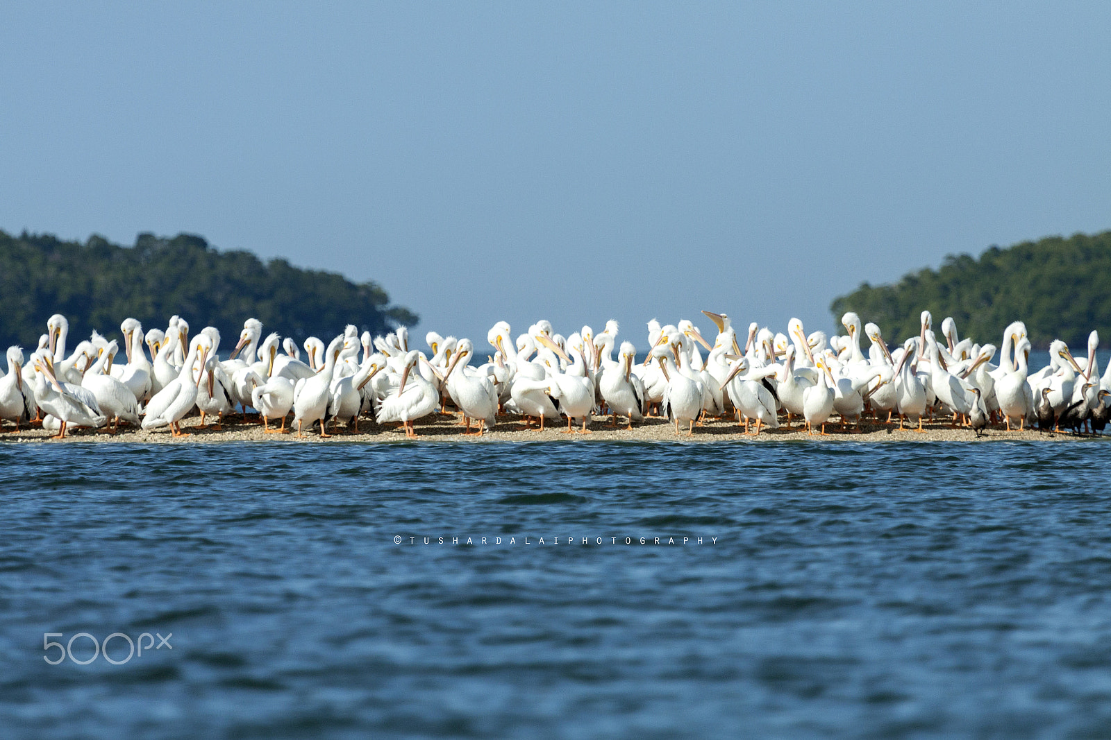 Canon EF 100-400mm F4.5-5.6L IS USM sample photo. Pelicans photography