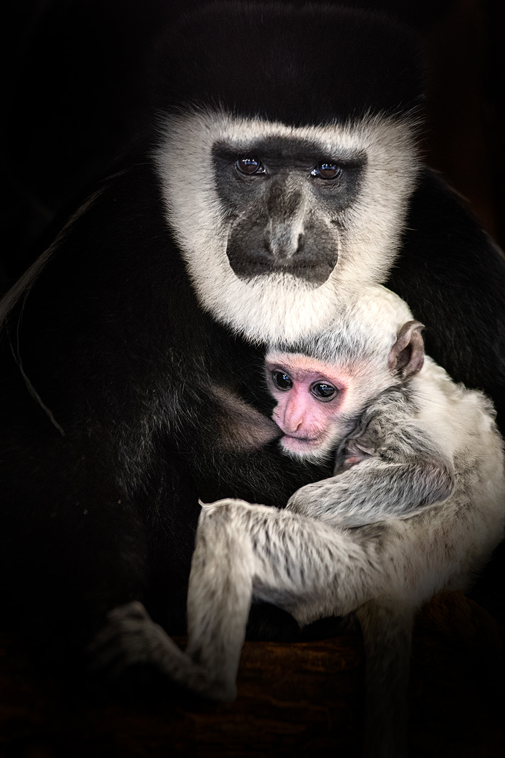 Nikon D810 + Nikon AF-S Nikkor 300mm F2.8G ED VR II sample photo. Colobus guereza | mother love photography