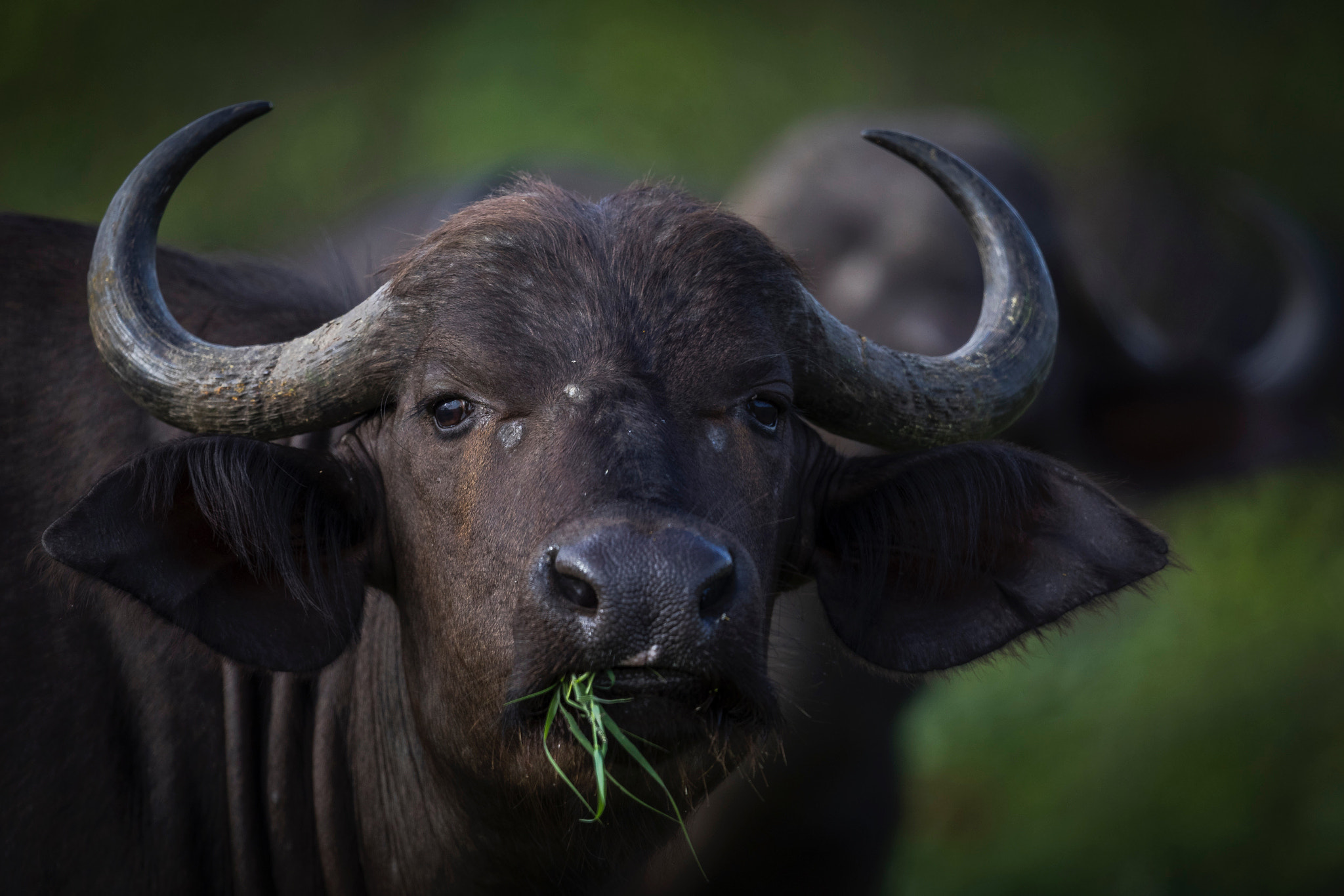 Canon EF 500mm F4L IS II USM sample photo. Kruger buffalo photography