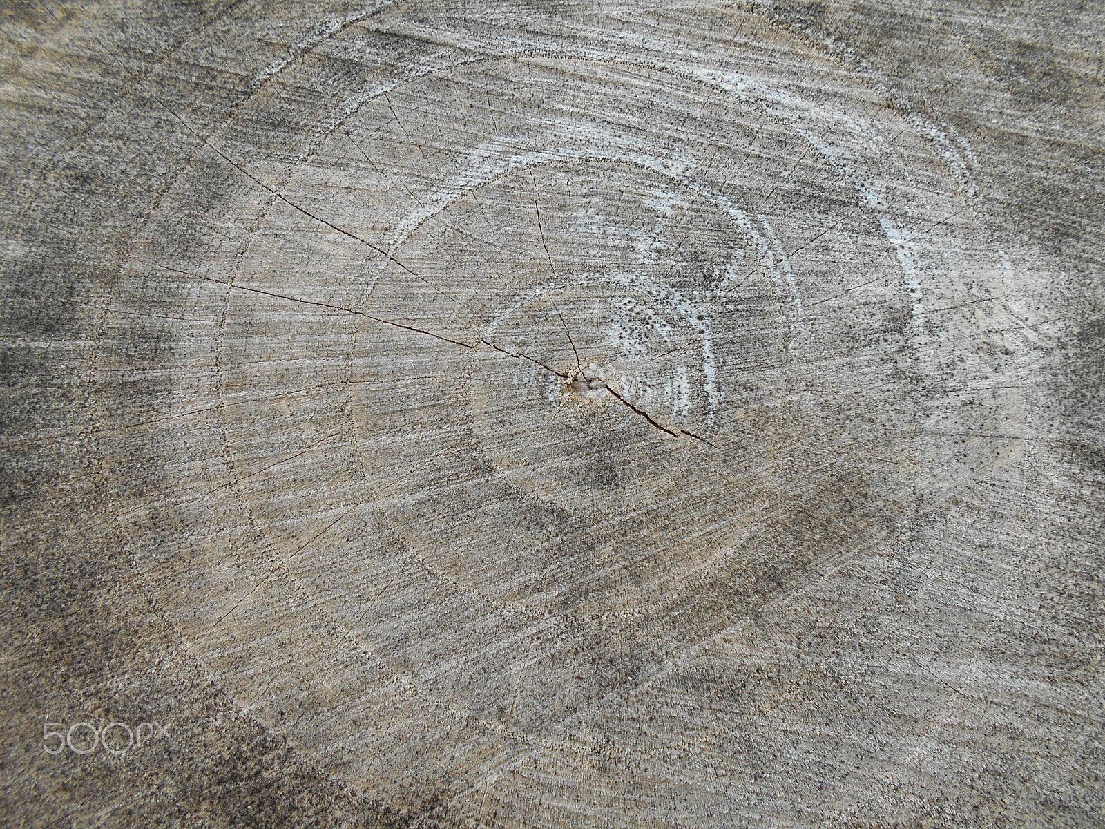 Nikon Coolpix S2900 sample photo. The cut tree trunk photography