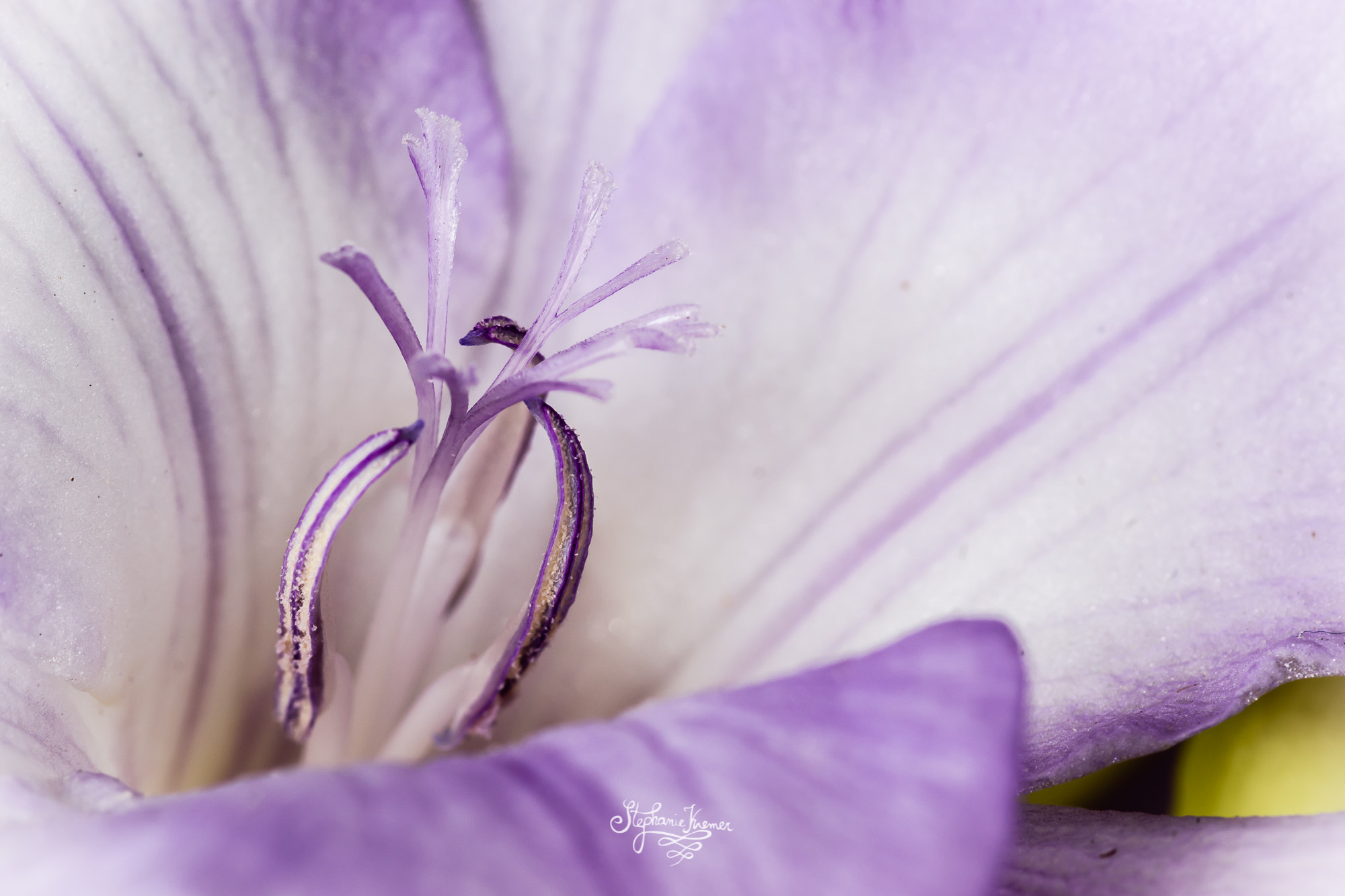 Tokina AT-X Pro 100mm F2.8 Macro sample photo. Violet flower photography