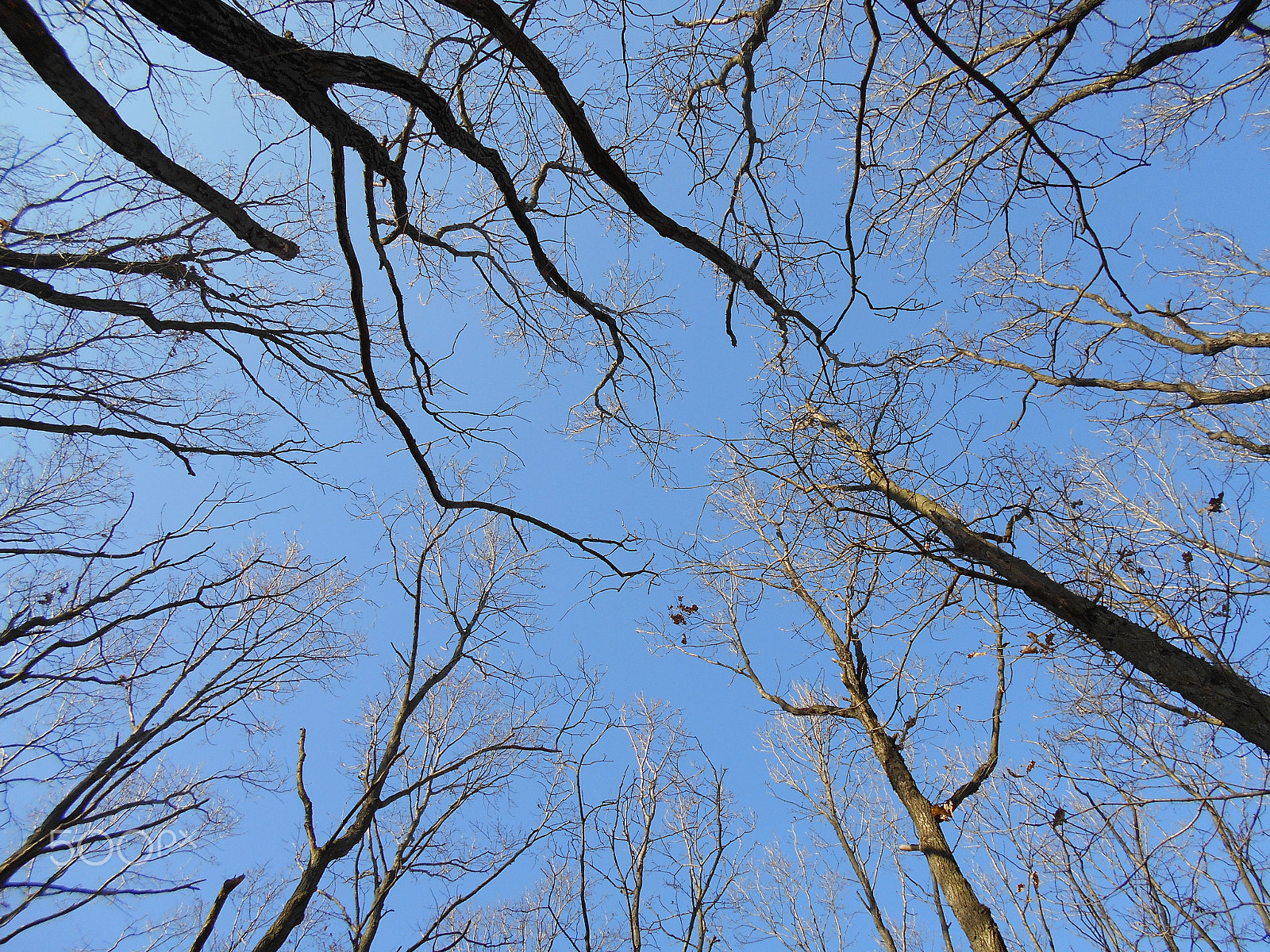 Nikon Coolpix S2900 sample photo. Crones of autumn trees fallen leaves photography