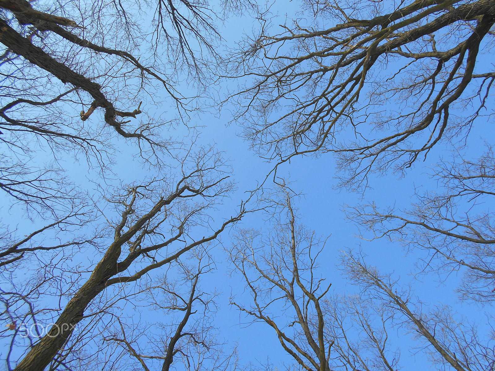 Nikon Coolpix S2900 sample photo. Crones of autumn trees fallen leaves photography