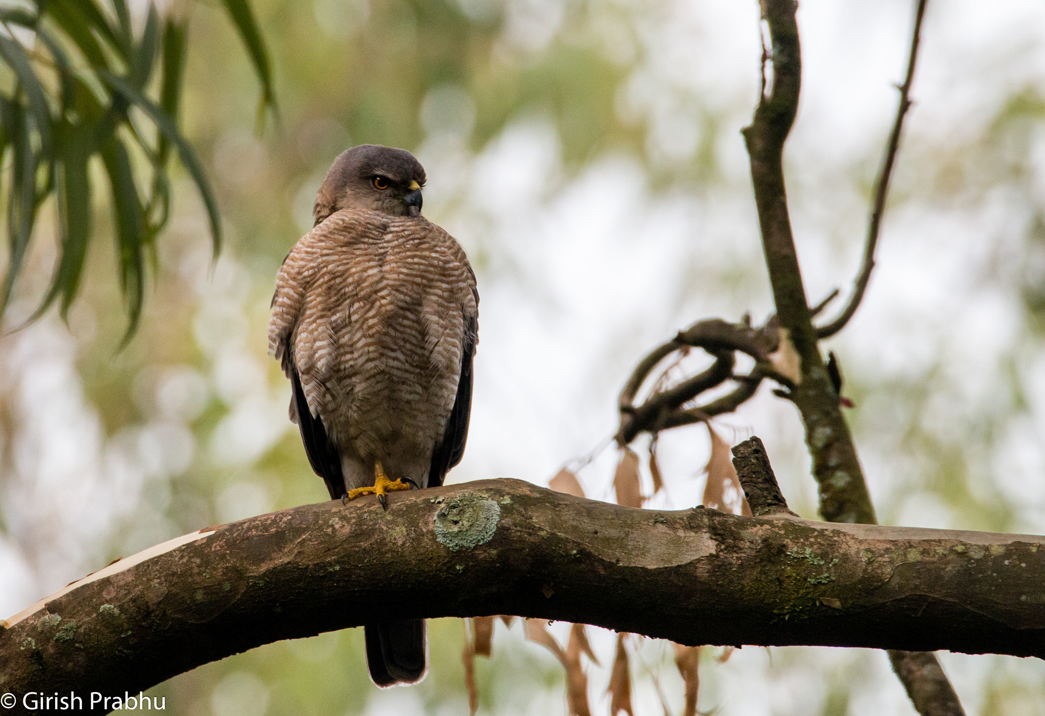 150-600mm F5-6.3 DG OS HSM | Contemporary 015 sample photo. Shikra! (f) photography
