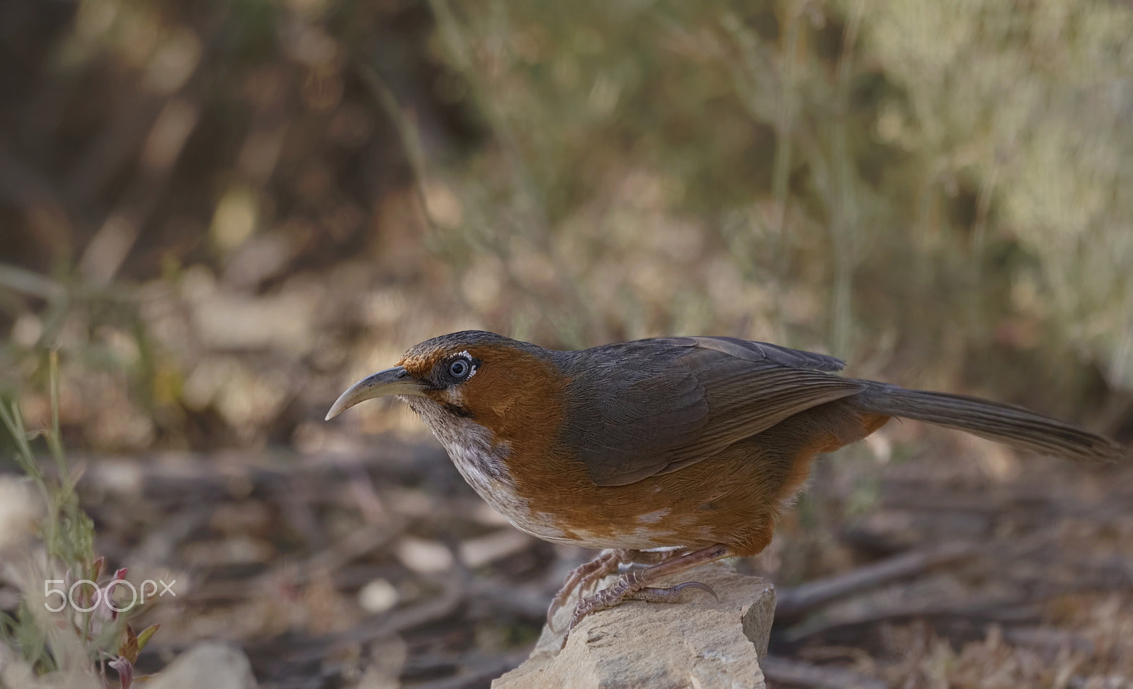 Nikon D750 + Nikon AF-S Nikkor 500mm F4G ED VR sample photo. Rusty cheeked scimitar babbler photography