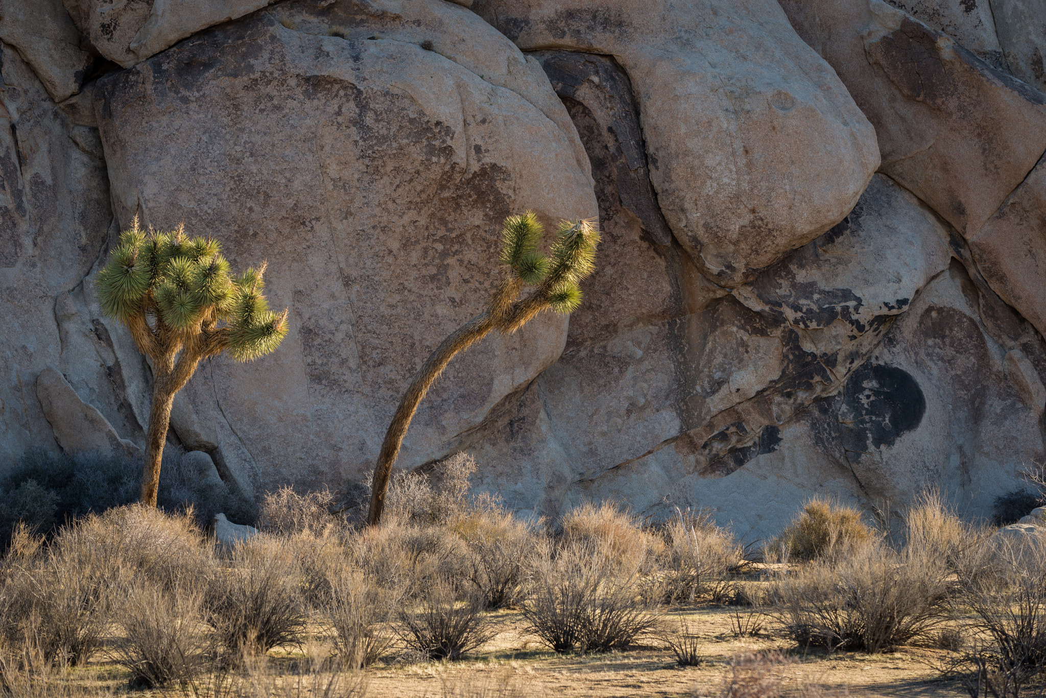 Nikon AF-S Nikkor 70-200mm F4G ED VR sample photo. Dual joshua trees photography