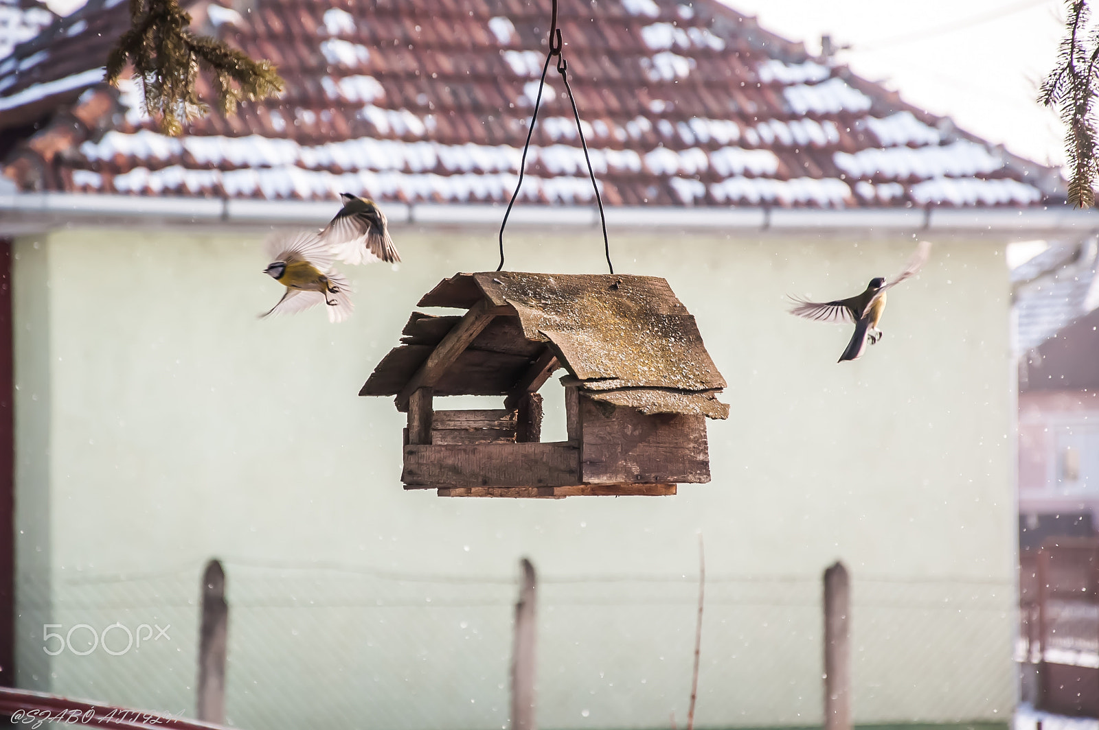 Nikon D70s + Nikon AF-S DX Nikkor 18-105mm F3.5-5.6G ED VR sample photo. Birds at the feeder... photography