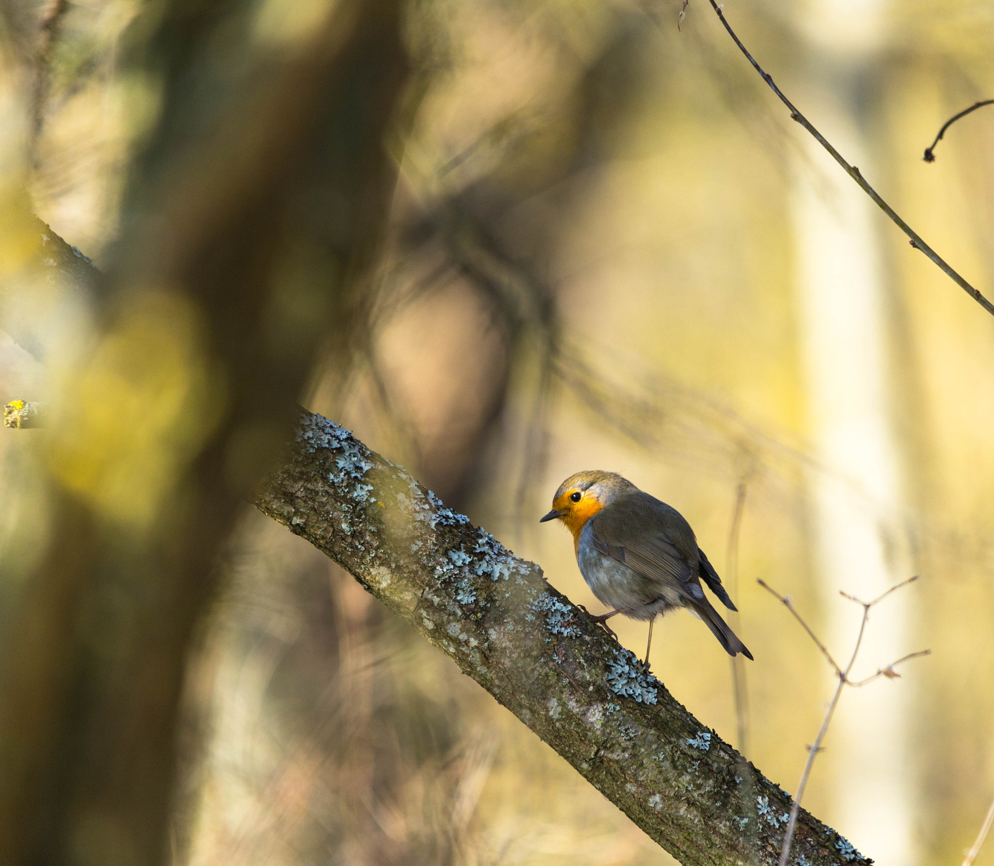 Sigma 150-500mm F5-6.3 DG OS HSM sample photo. Sunlight photography