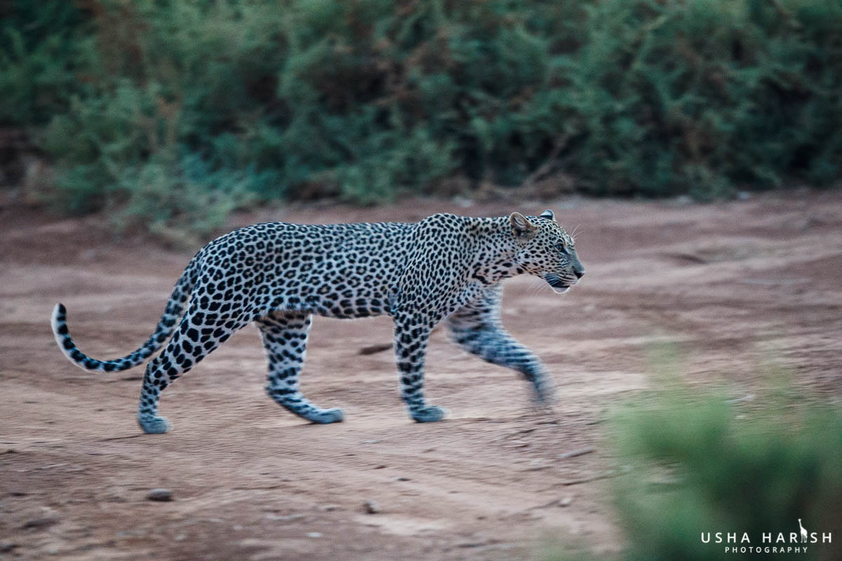 Canon EOS-1D X Mark II + Canon EF 500mm F4L IS II USM sample photo. The cat walk photography