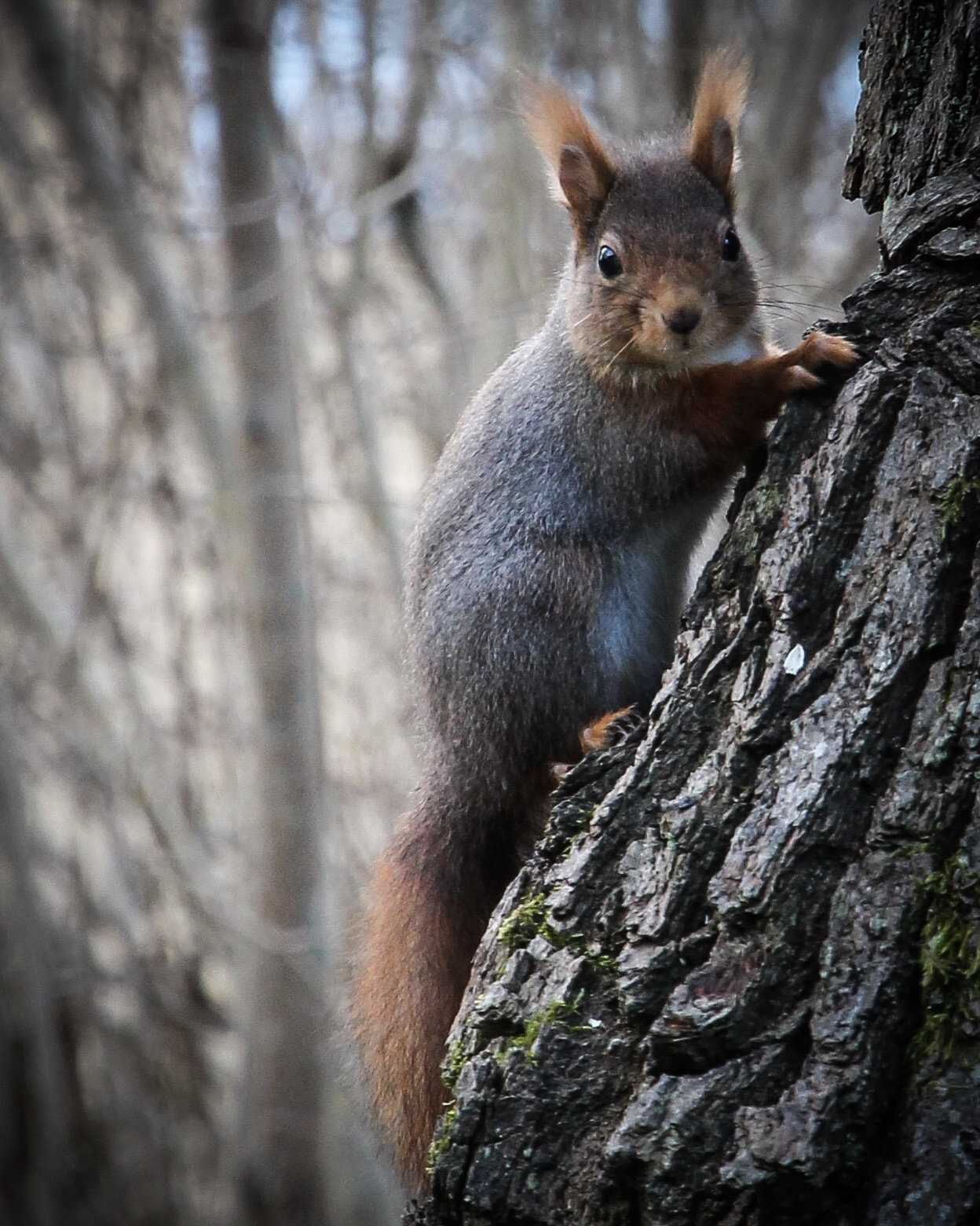 Canon EOS 100D (EOS Rebel SL1 / EOS Kiss X7) sample photo. Squirrel waldemarsudde stockholm sweden... photography