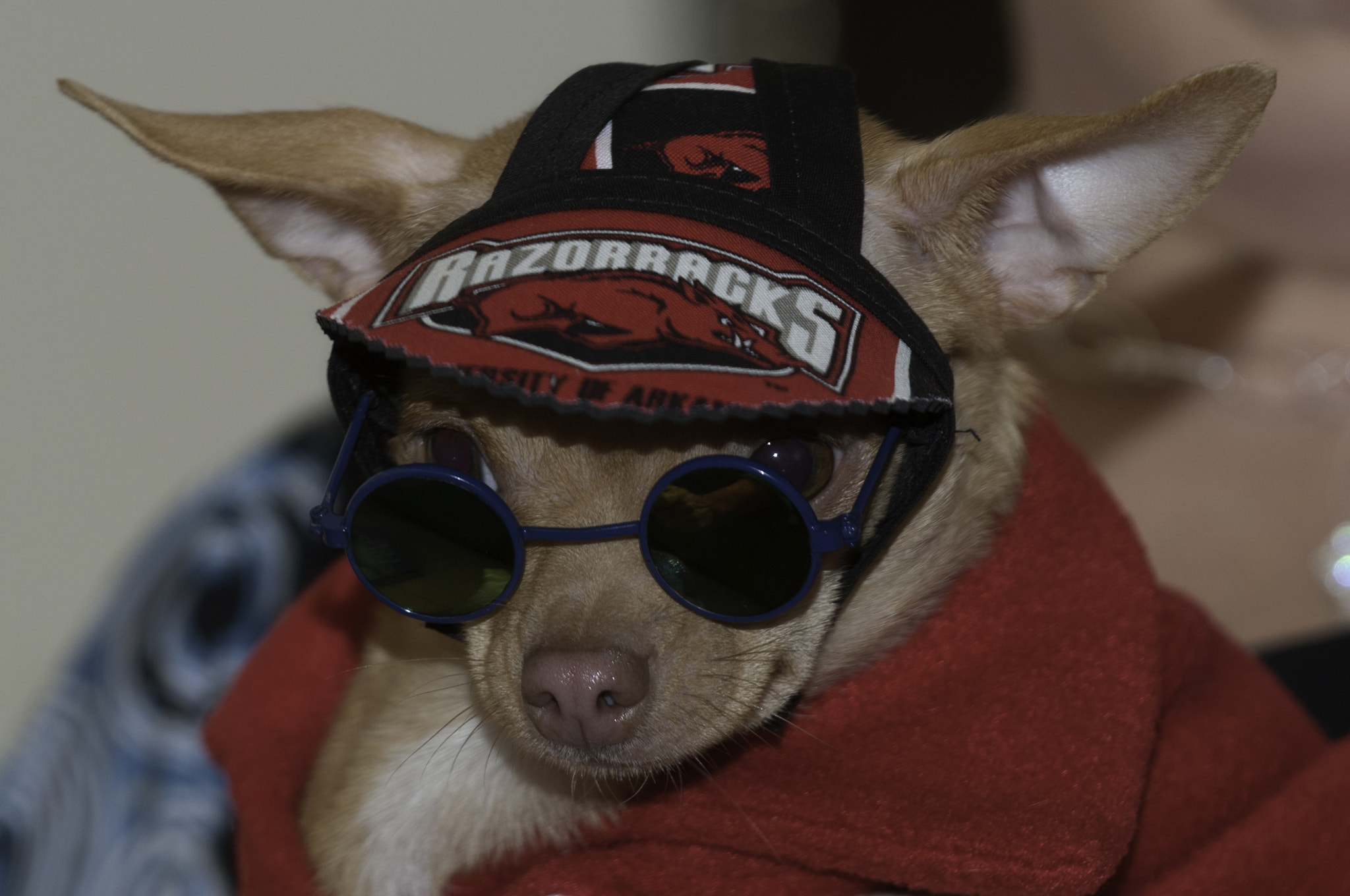 Nikon D300 sample photo. Hog fan photography