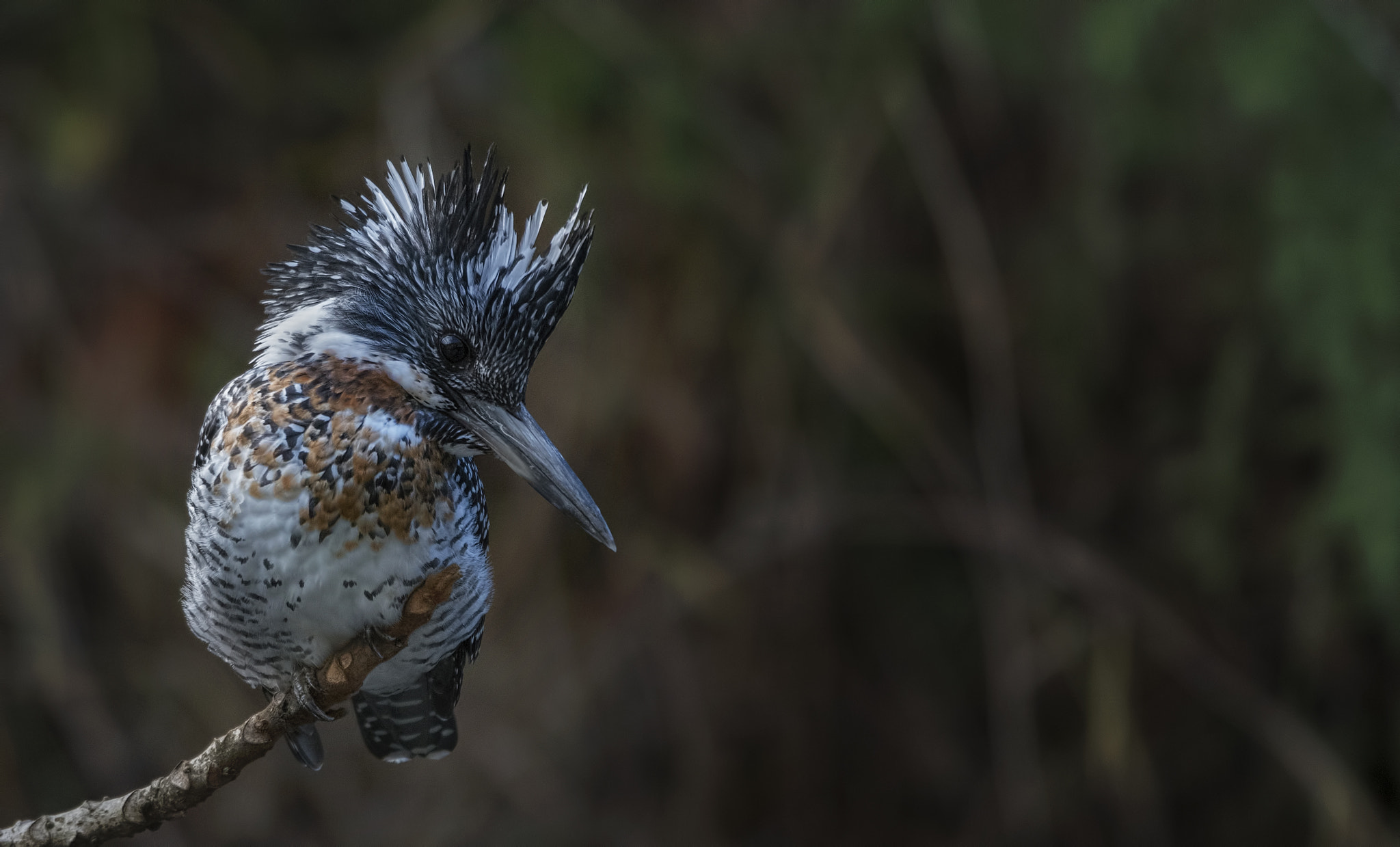 Nikon D750 + Nikon AF-S Nikkor 500mm F4G ED VR sample photo. Crested kingfisher photography