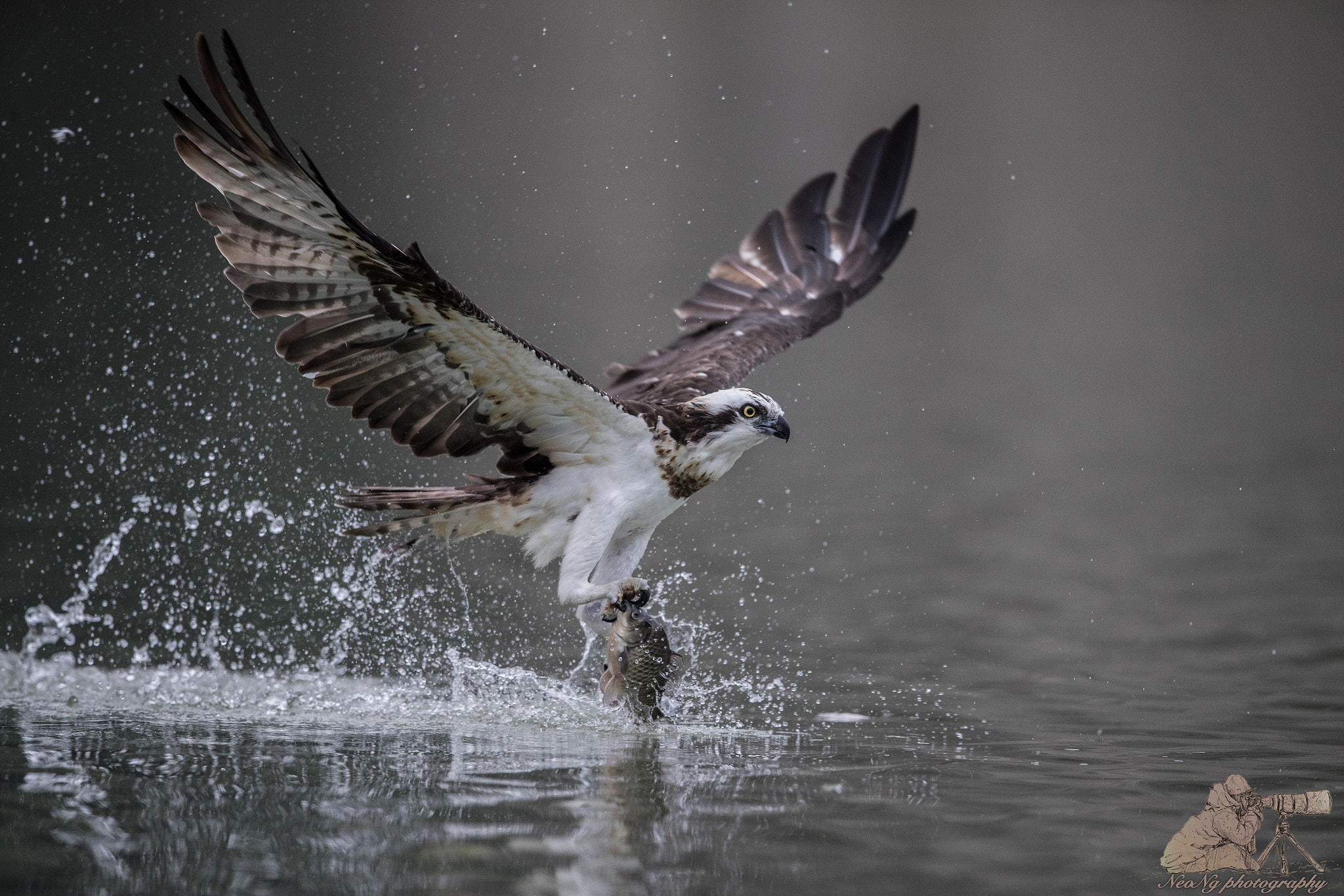Canon EF 600mm F4L IS II USM sample photo. Neo photography
