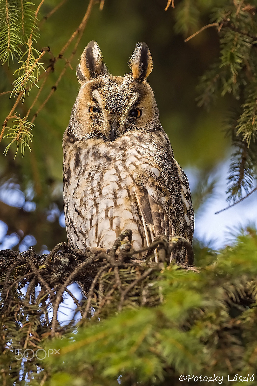 Olympus OM-D E-M1 Mark II + OLYMPUS M.300mm F4.0 sample photo. Long-eared owl photography