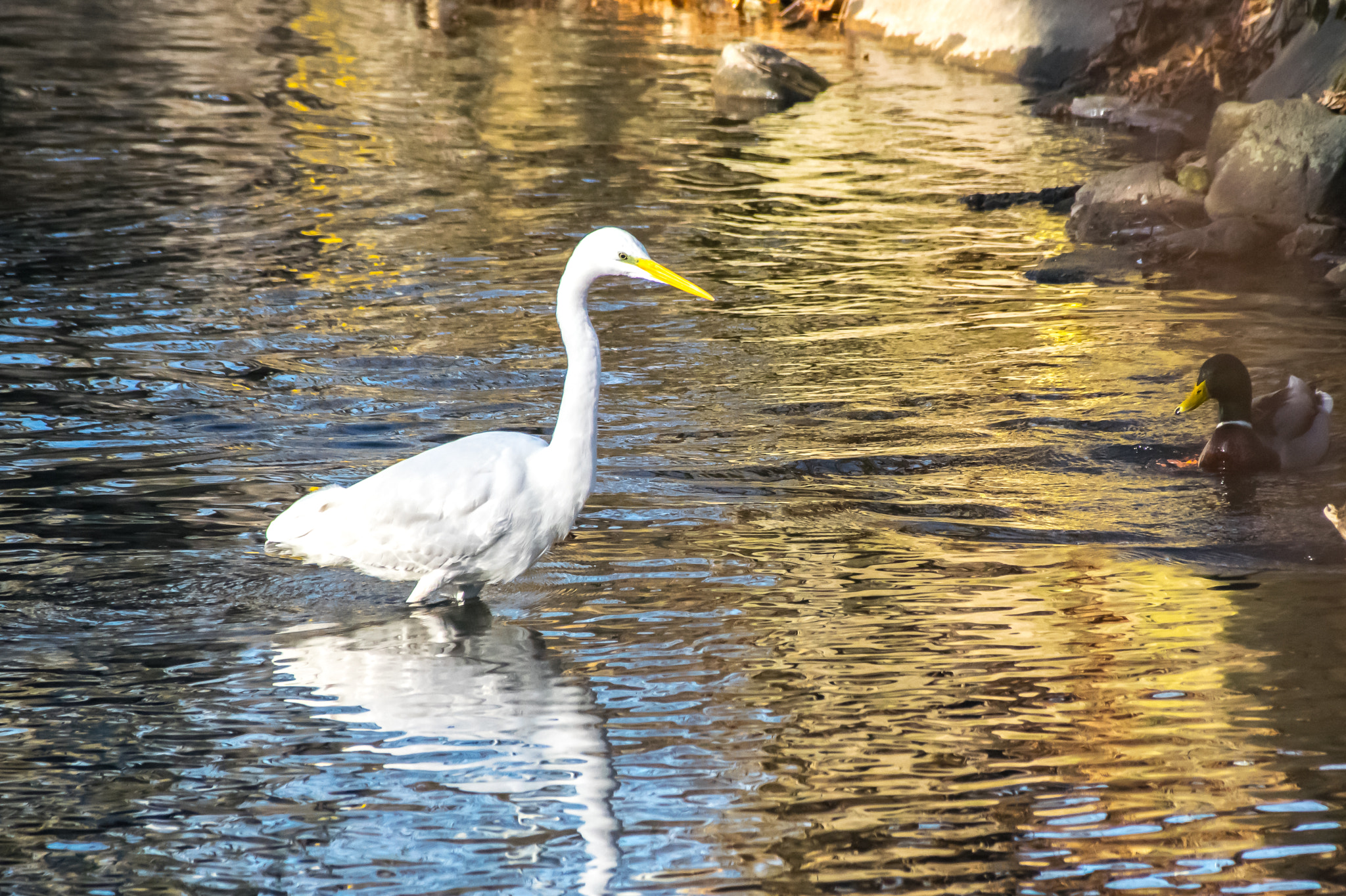 Sigma 18-250mm F3.5-6.3 DC Macro OS HSM sample photo. Silberreiher photography