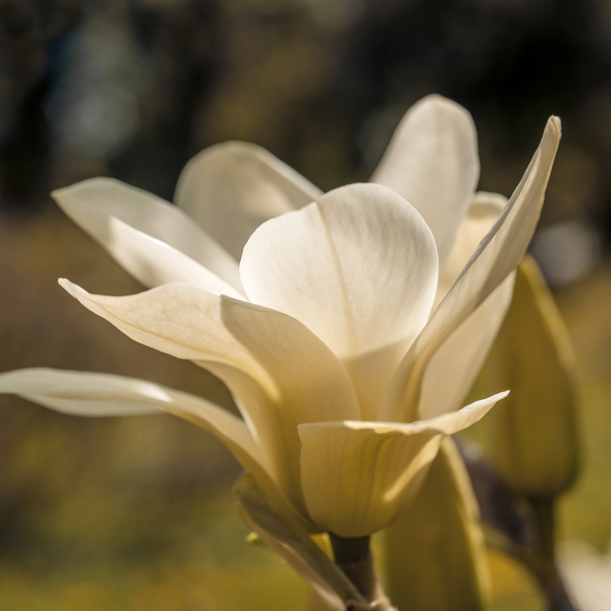 Nikon AF Micro-Nikkor 60mm F2.8D sample photo. Magnolia flower photography