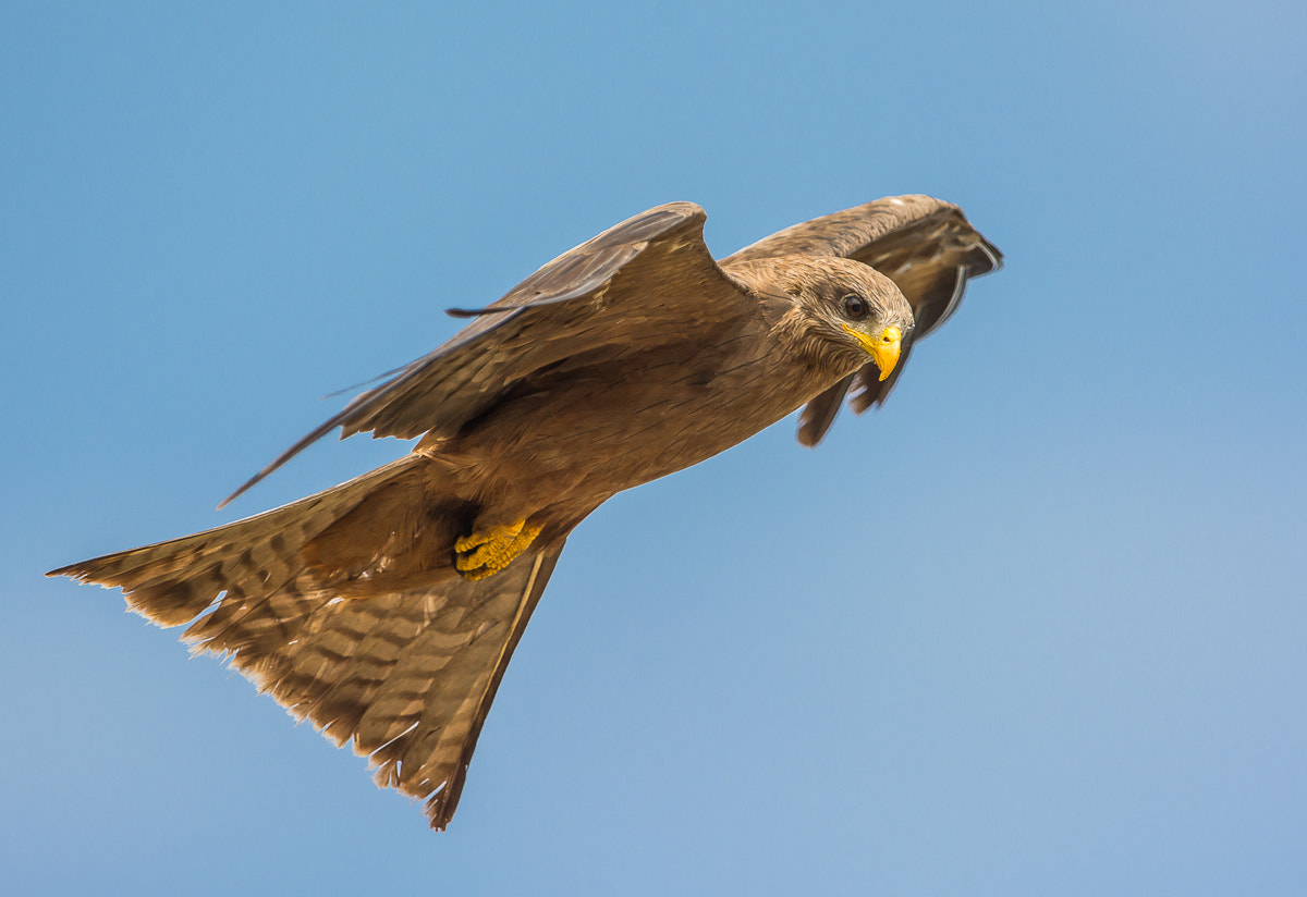 Nikon D7100 + Nikon AF-S Nikkor 600mm F4G ED VR sample photo. Yellow-billed kite photography